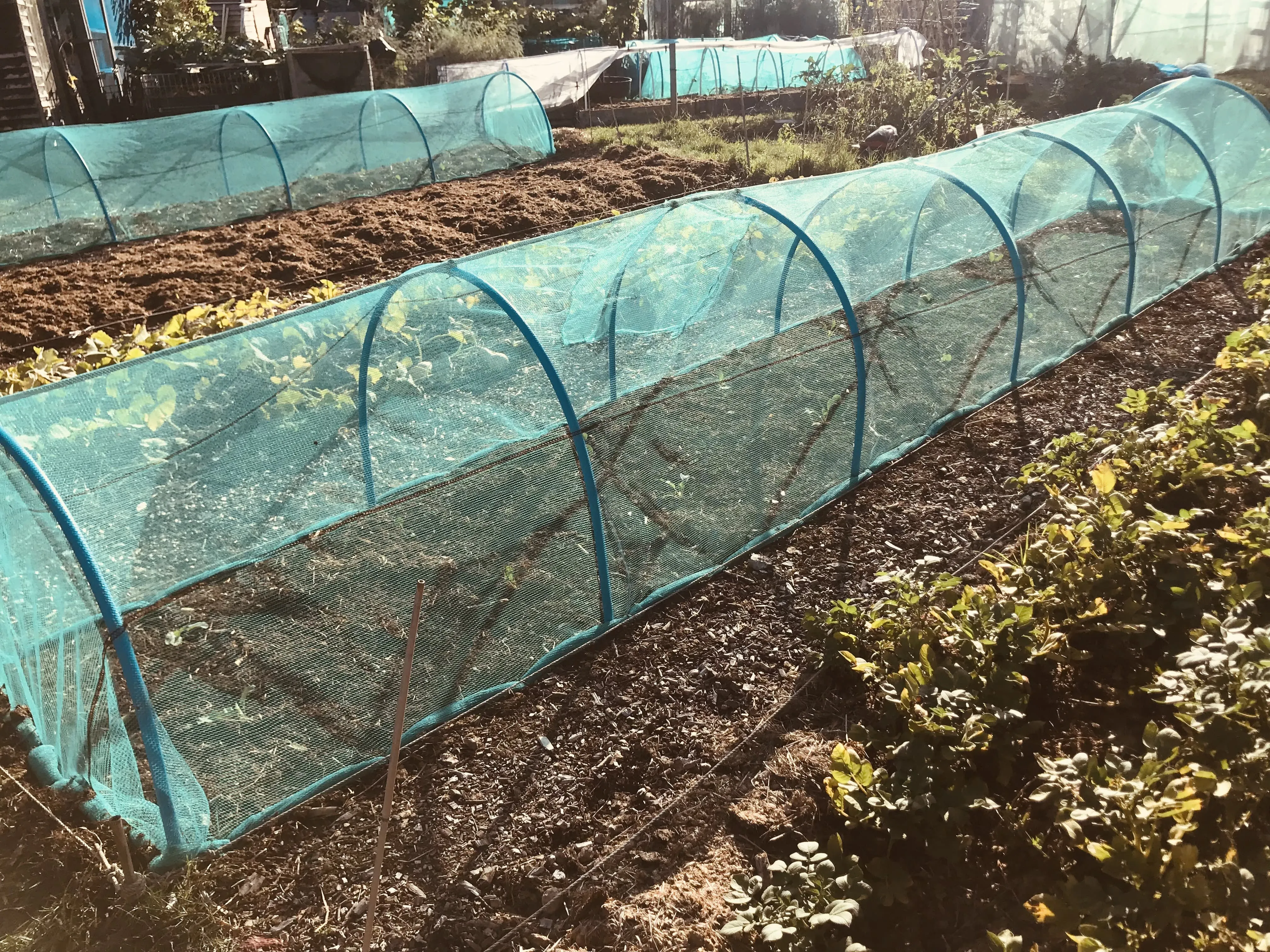 Cabbages in for over wintering.