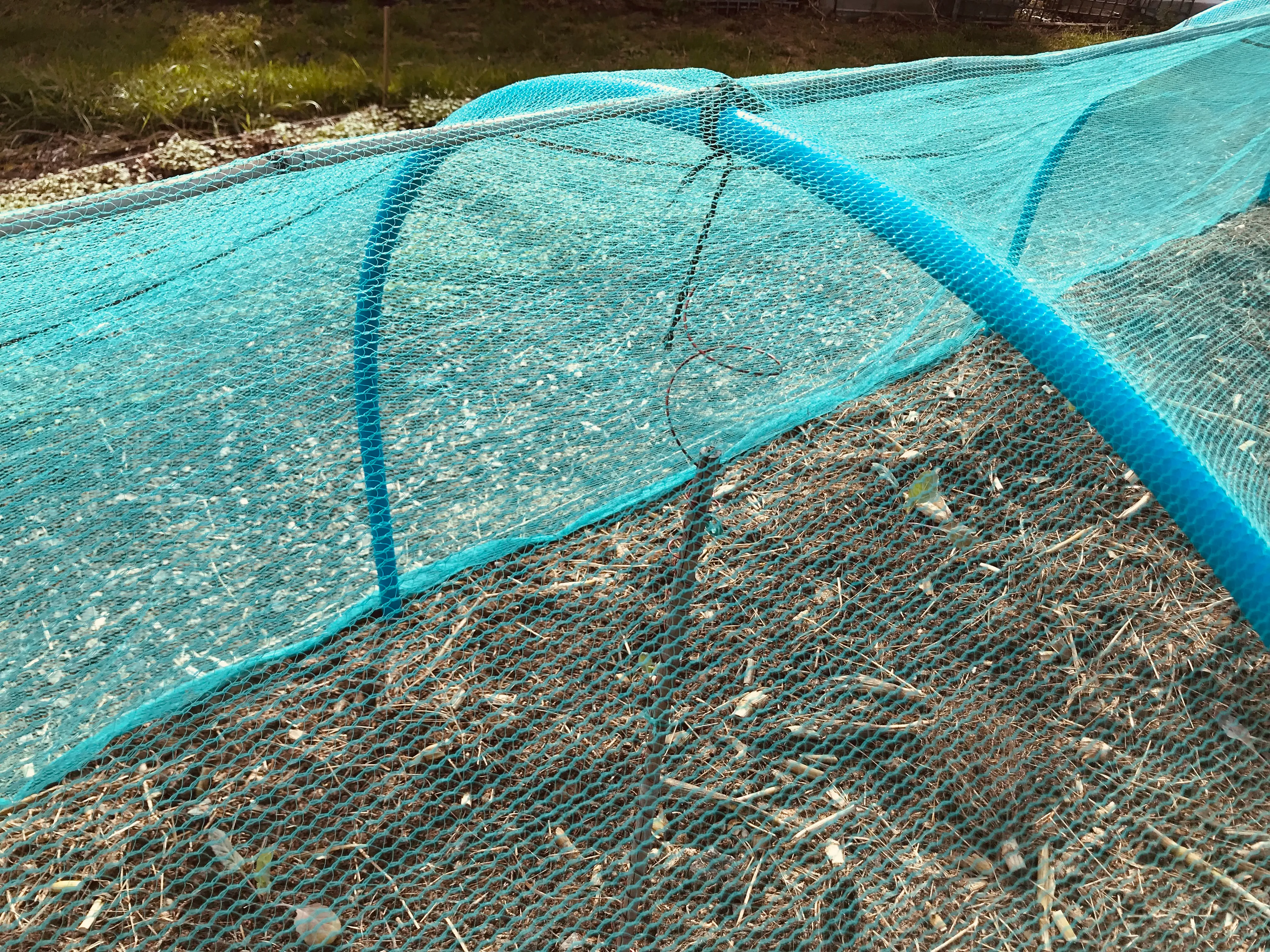 Cabbages in for over wintering.