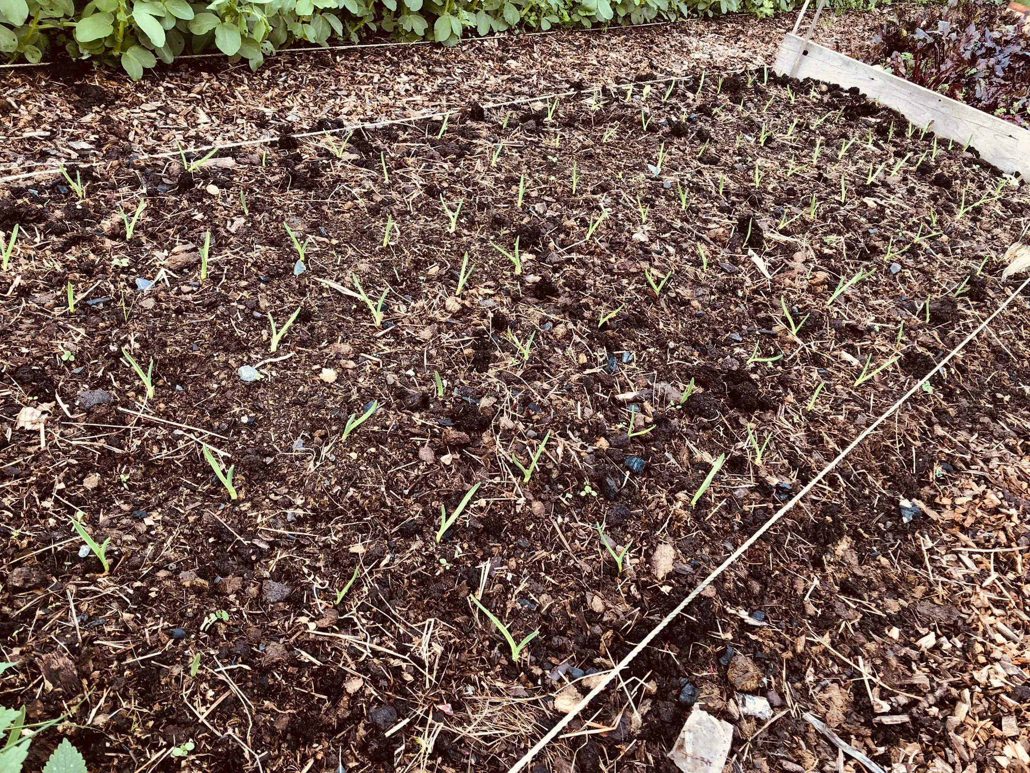Garlic on the allotment later October.