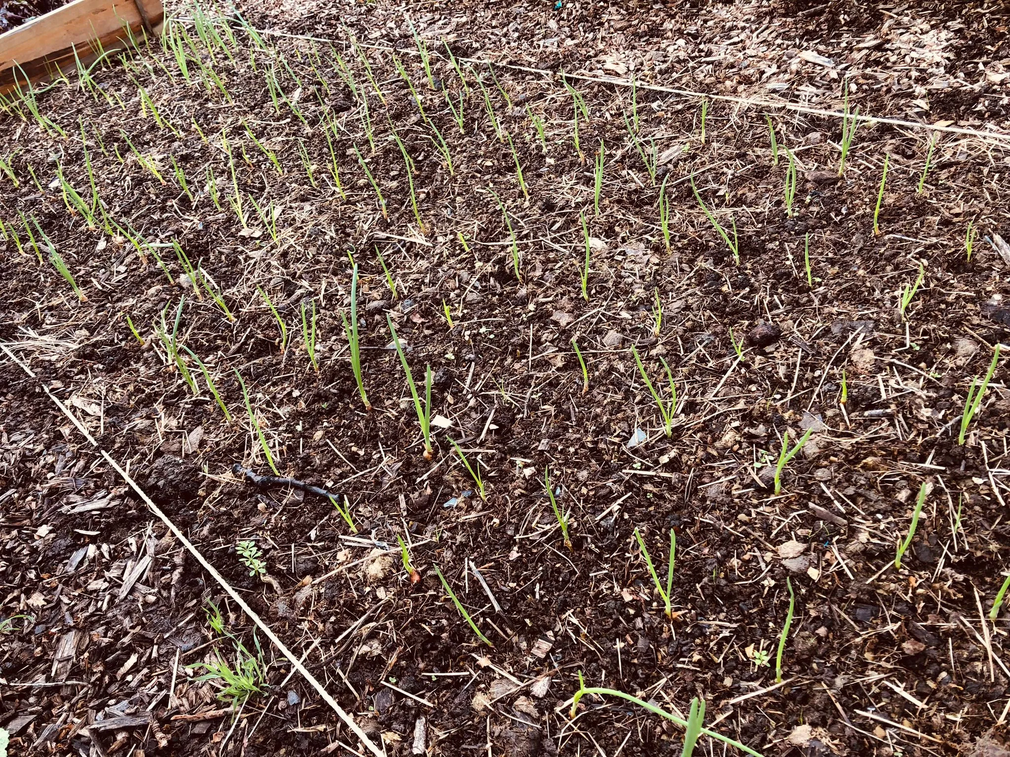 Onions on the allotment later October.