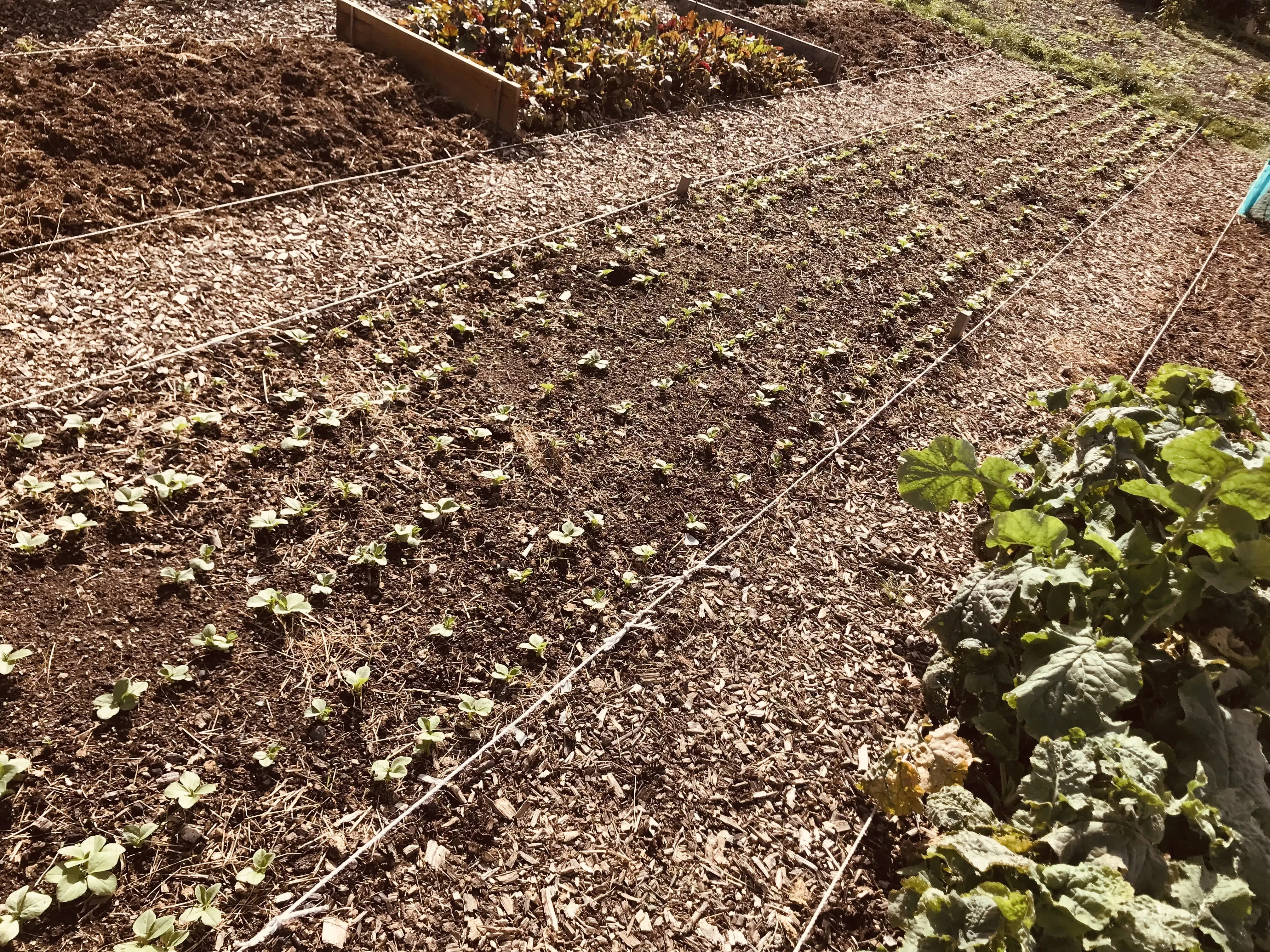 Field bean cover crops.