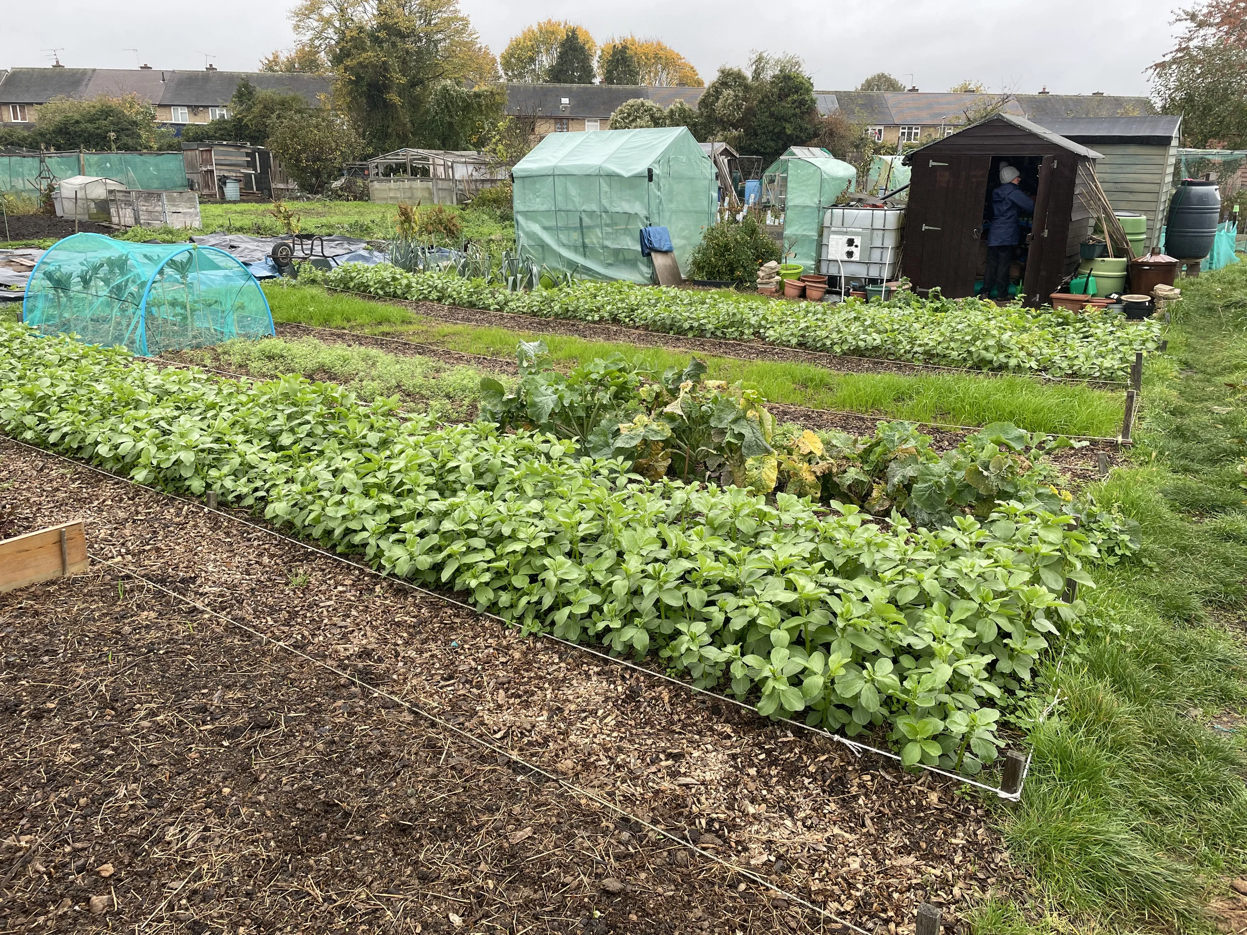 Field bean cover crops.