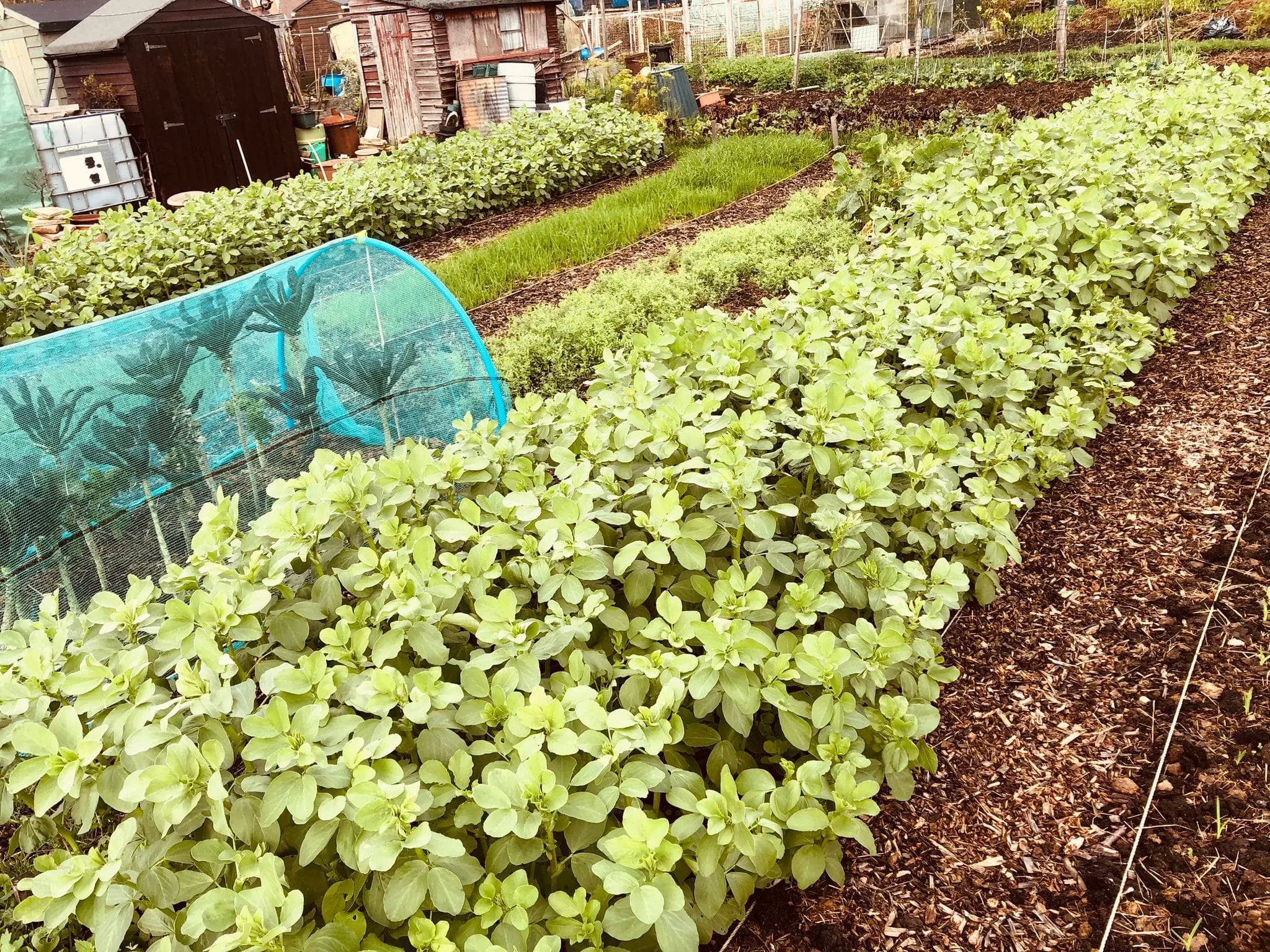 Field bean cover crops.