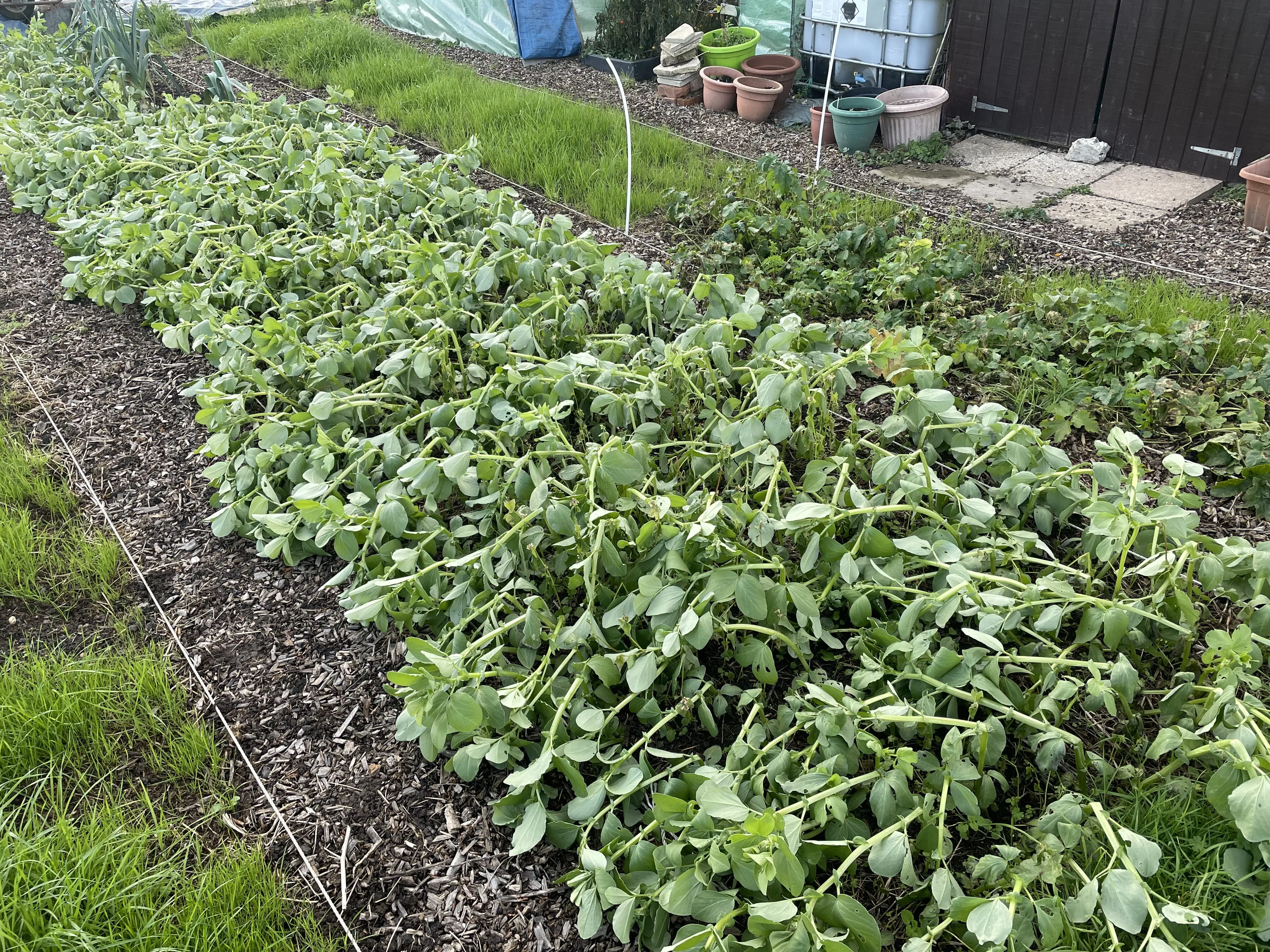 Ground prepared for cover crops.