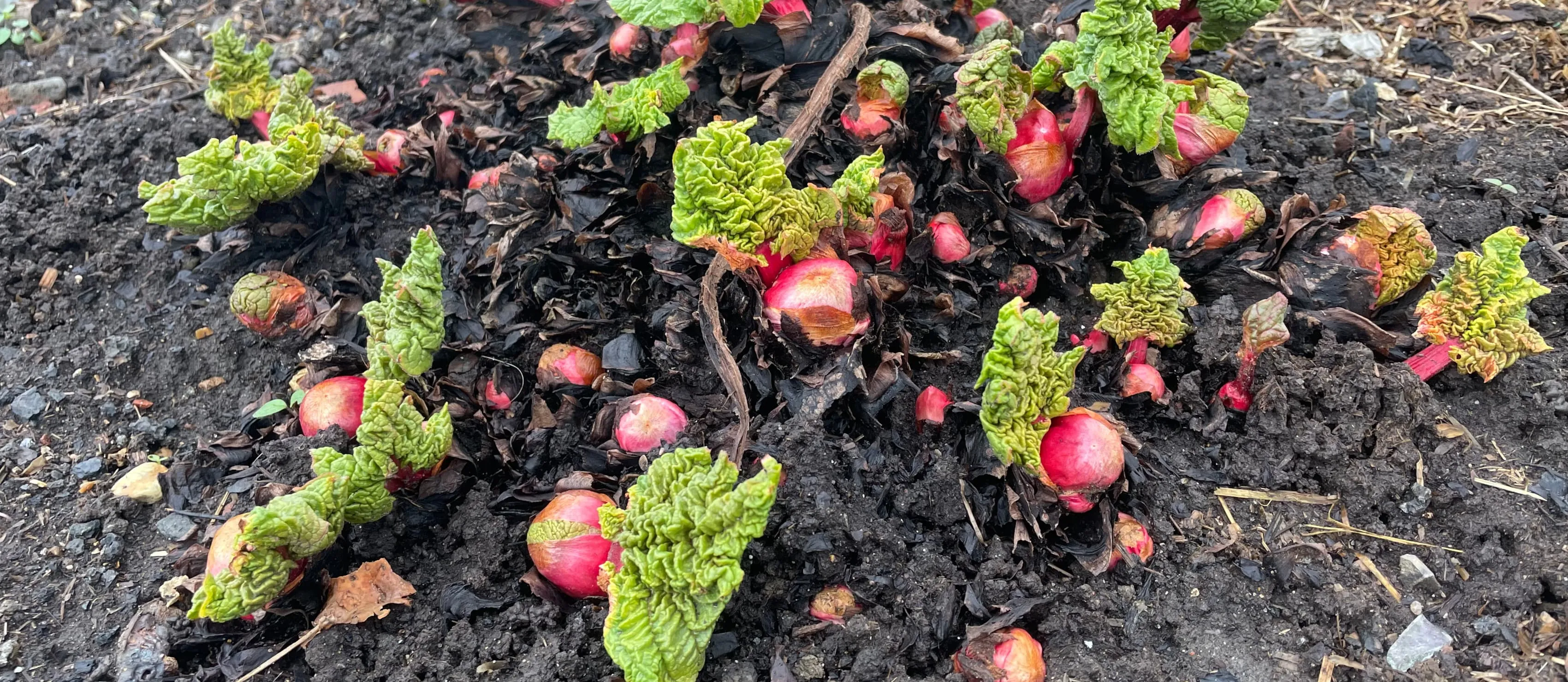 Rhubarb taking shape on the allotment.