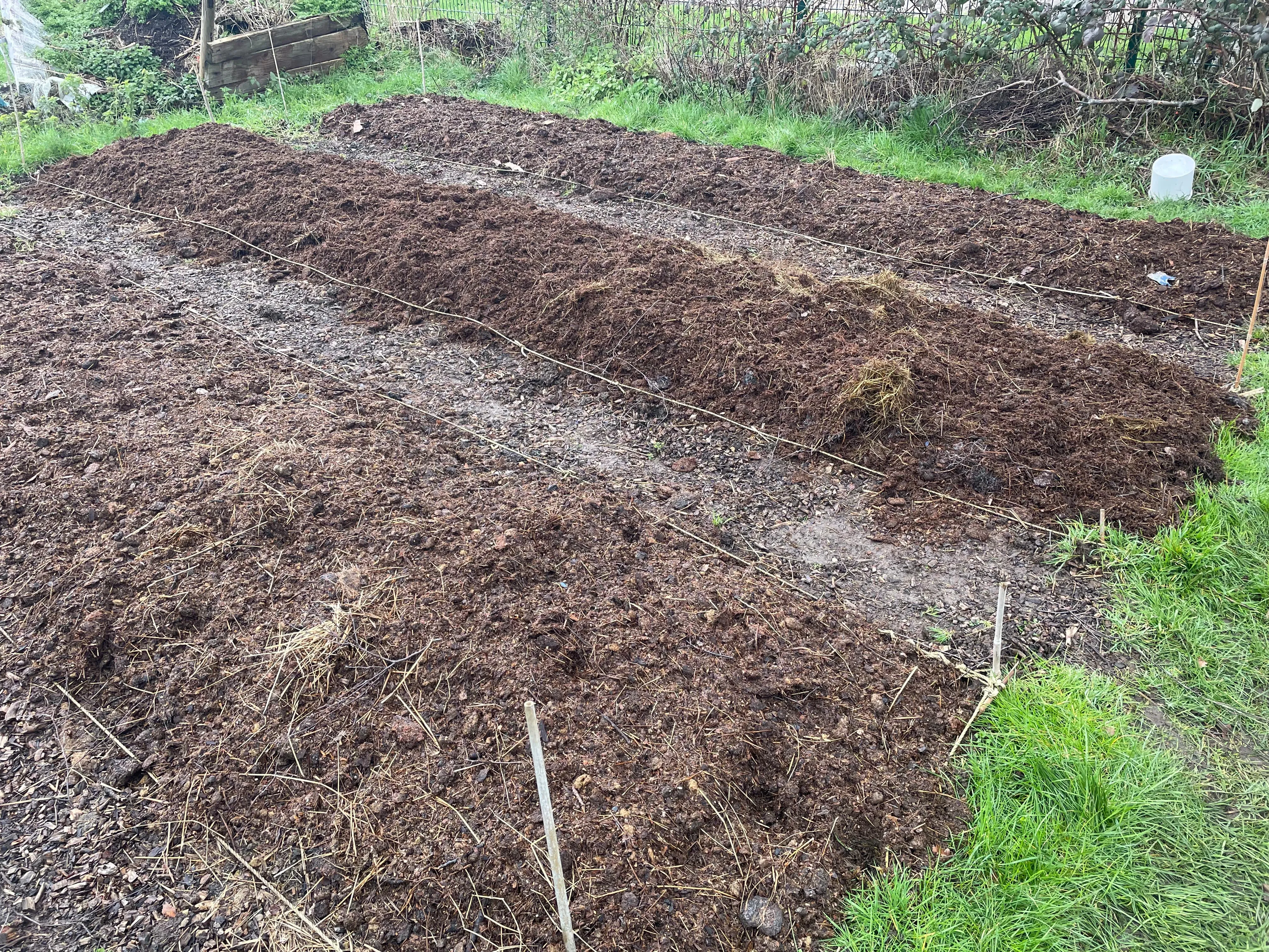 Manure on allotment plot ready for sweetcorn.