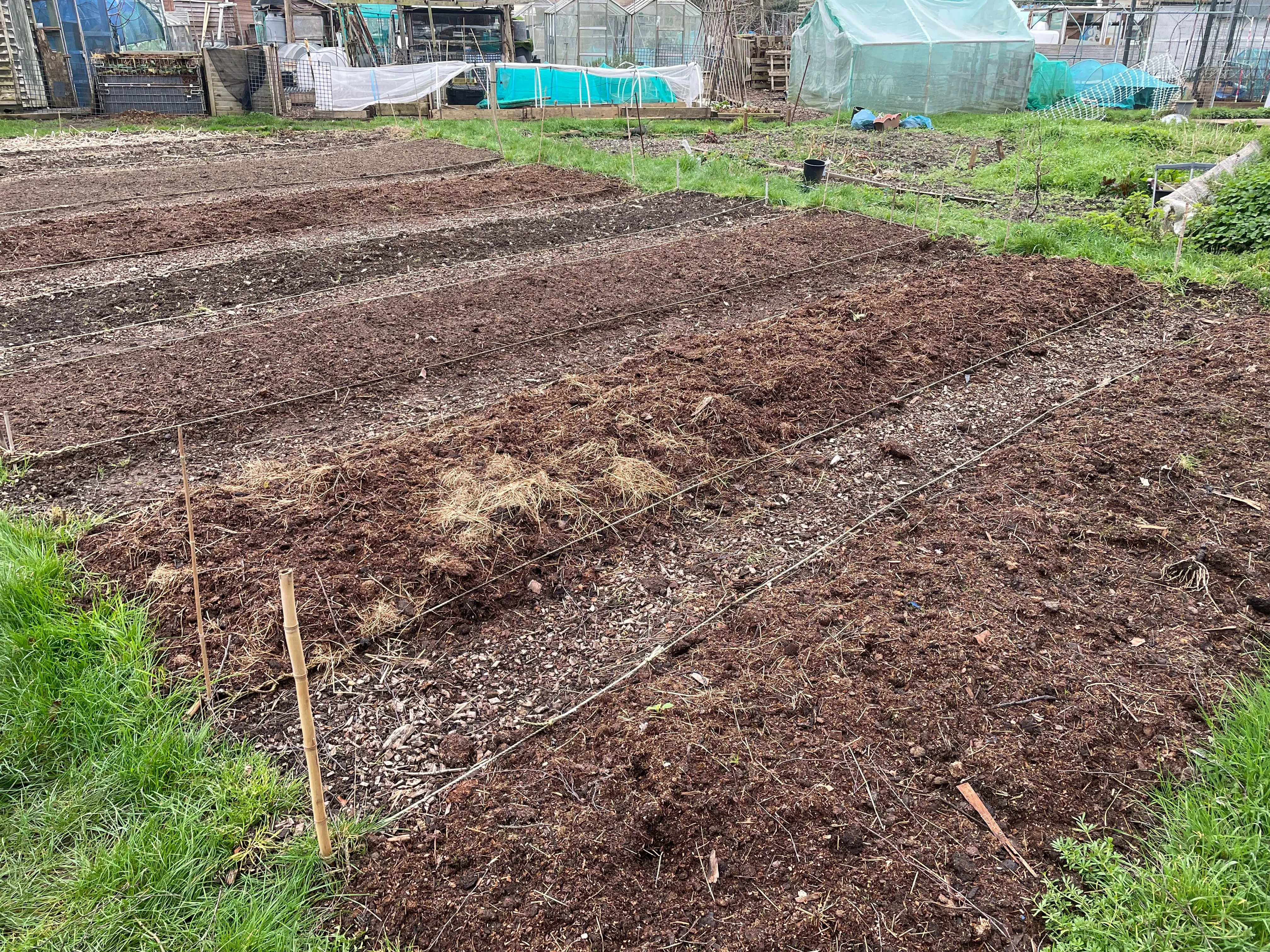 Allotment beds with manure.