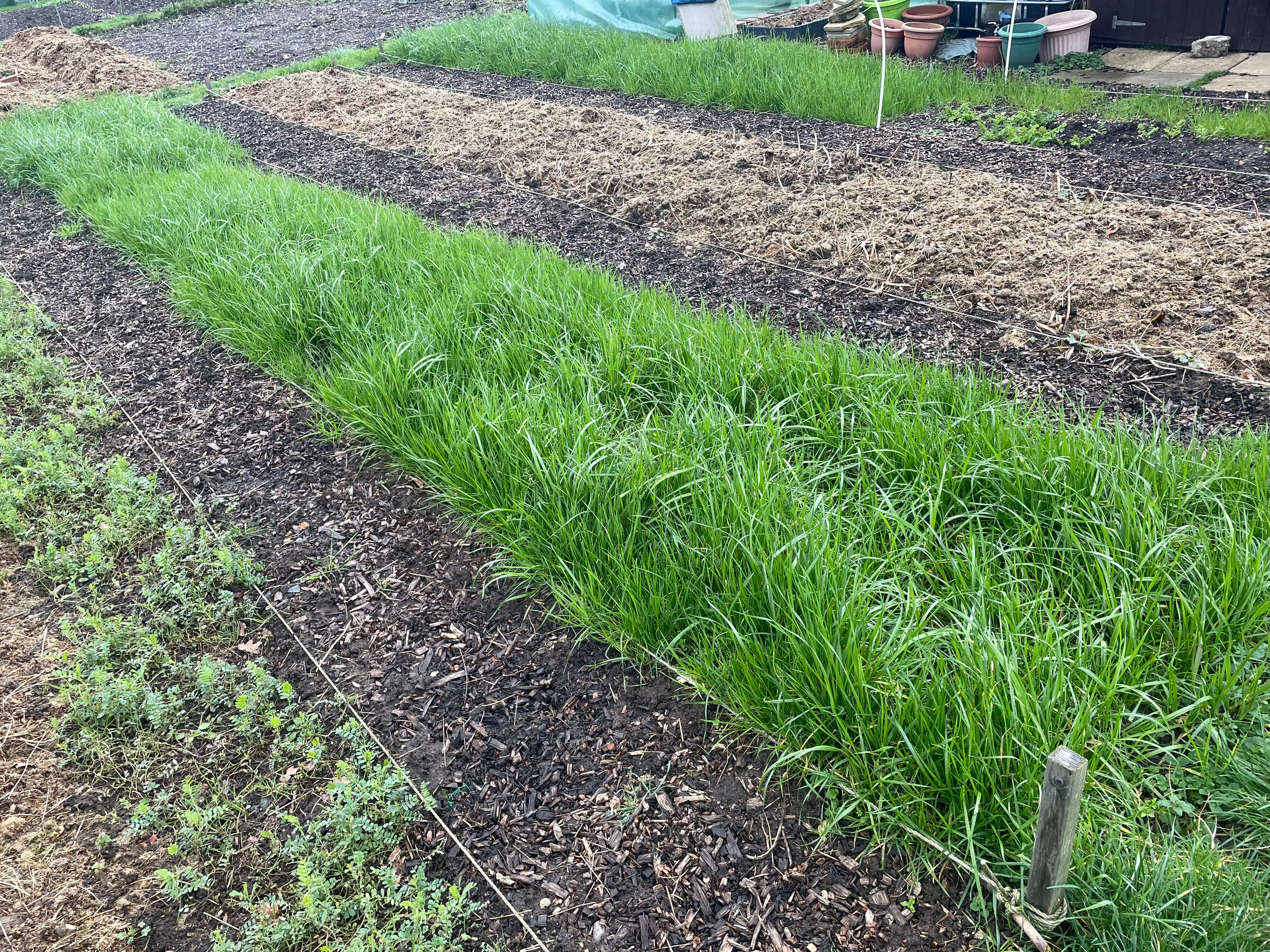 Italian Ryegrass as a cover crop on the allotment.