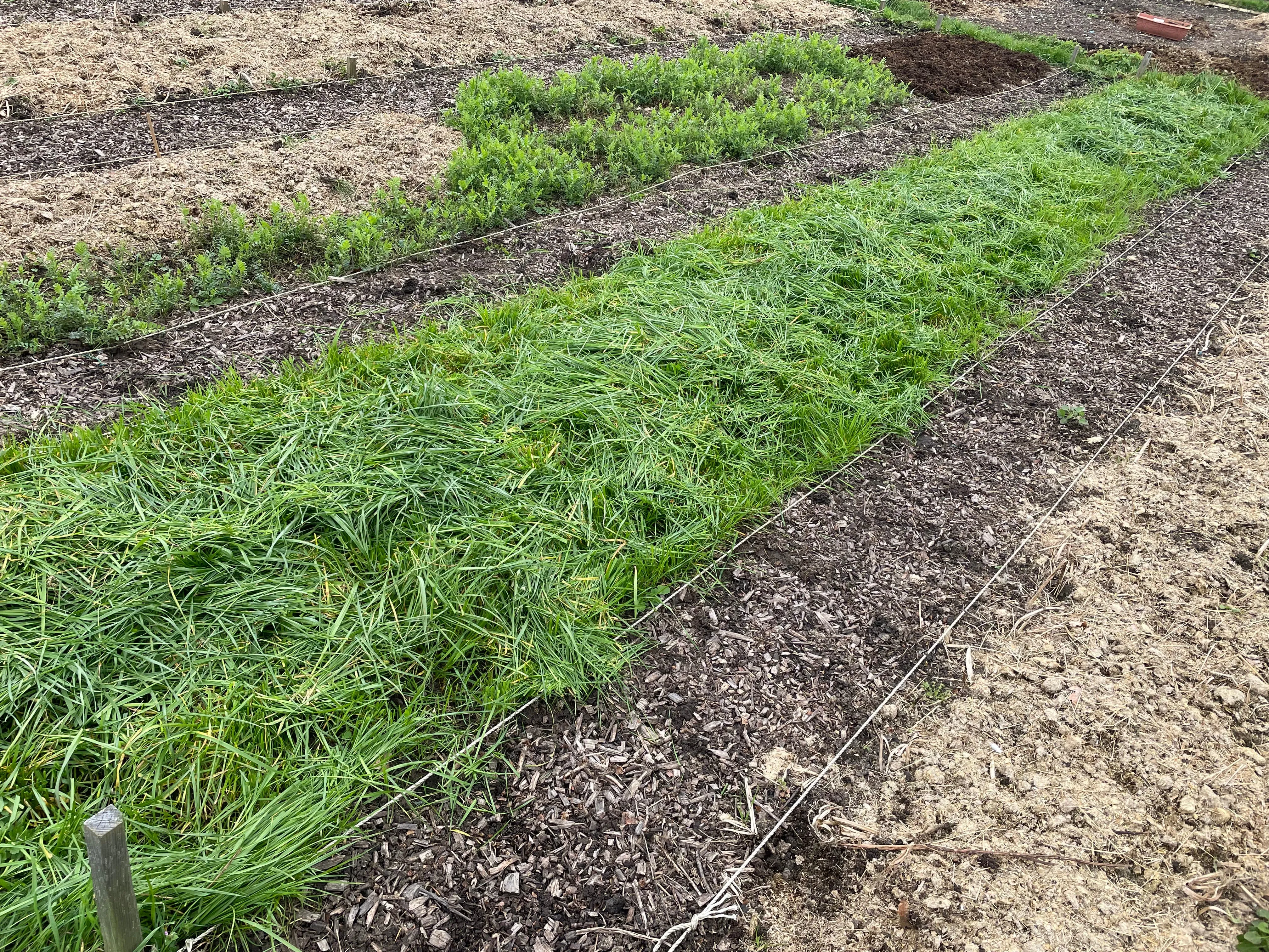 Italian Ryegrass cover crop cut down on the allotment.