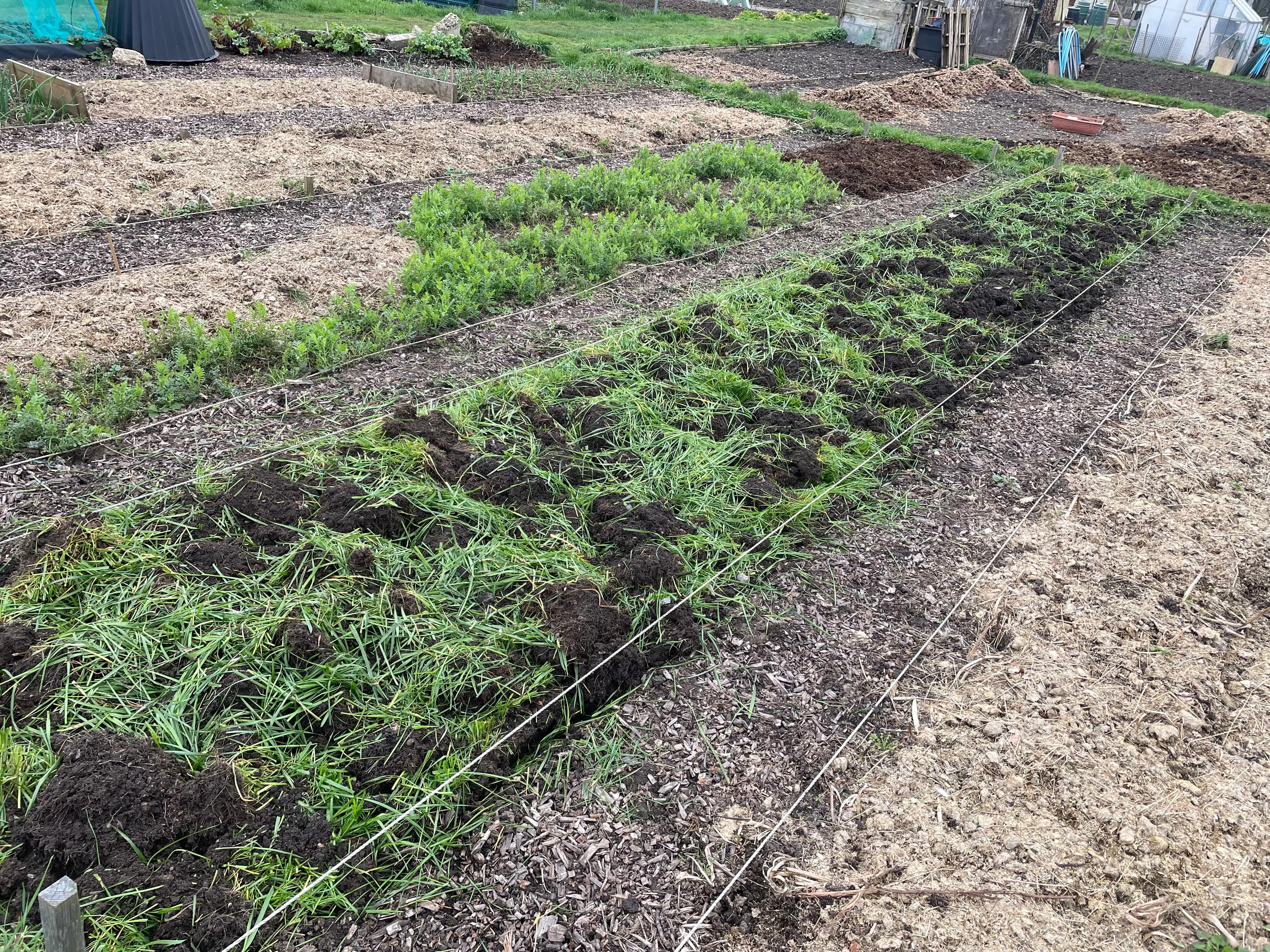 Italian Ryegrass cover crop dug over on the allotment.