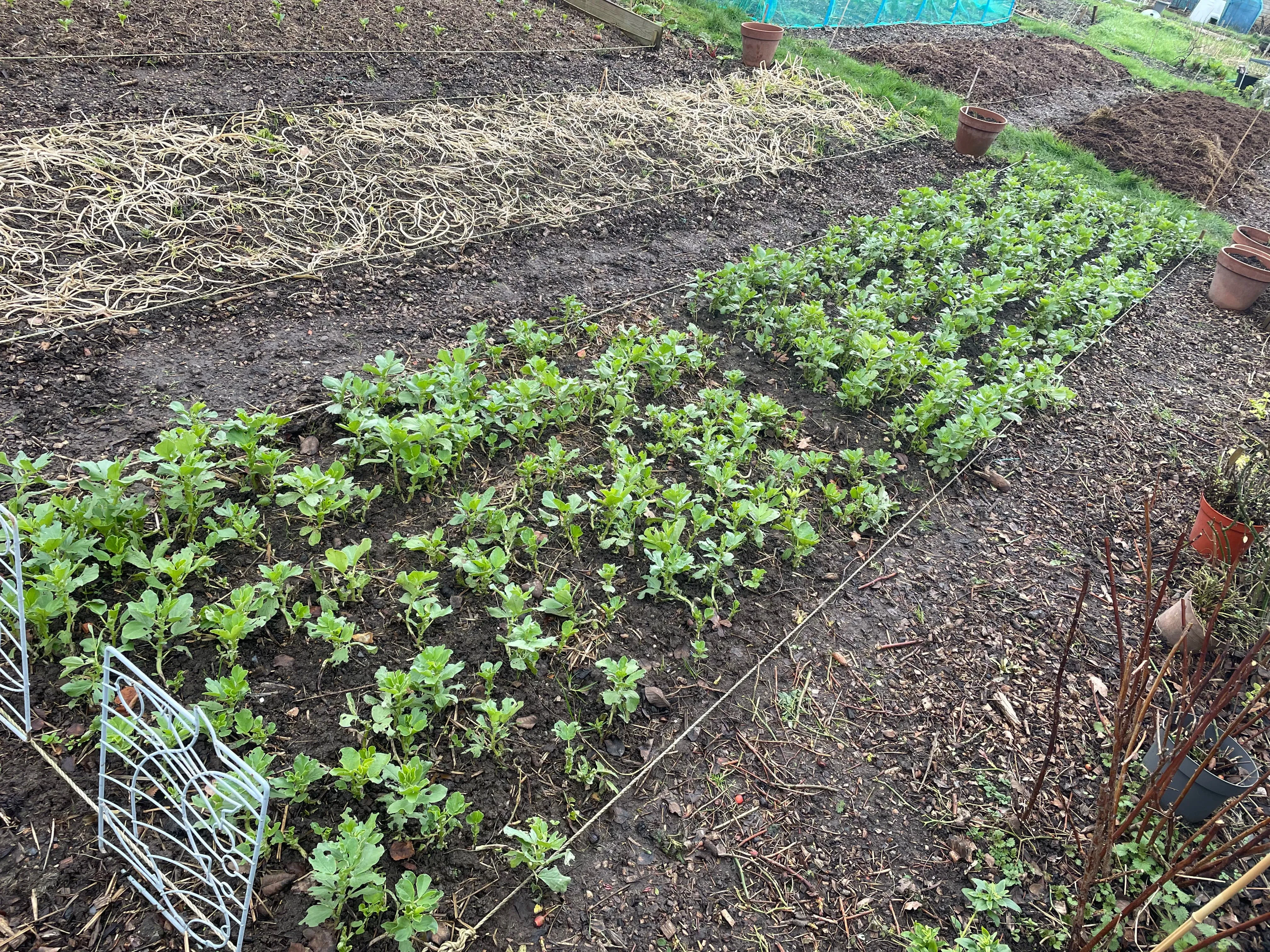Field beans as a cover crop on the allotment.