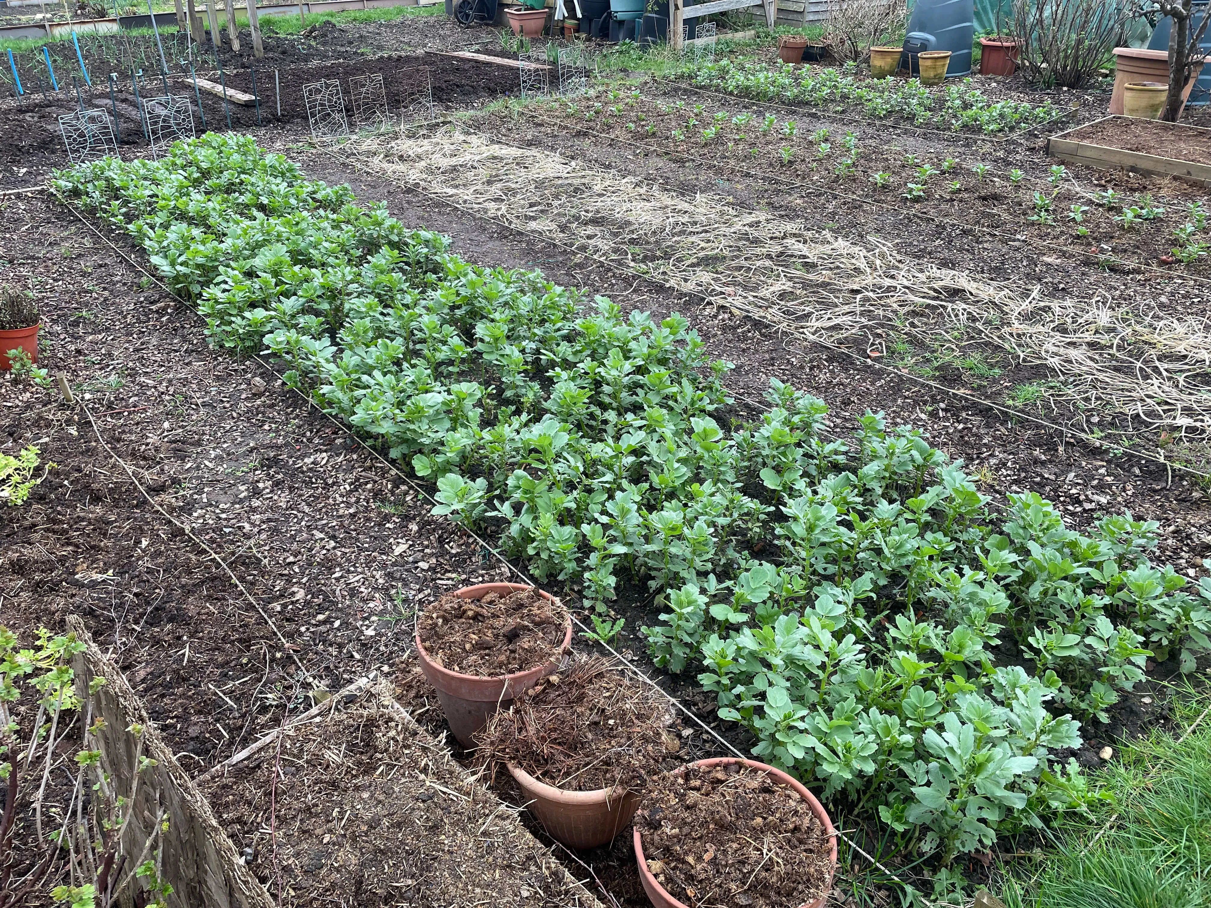 Field beans as a cover crop on the allotment.