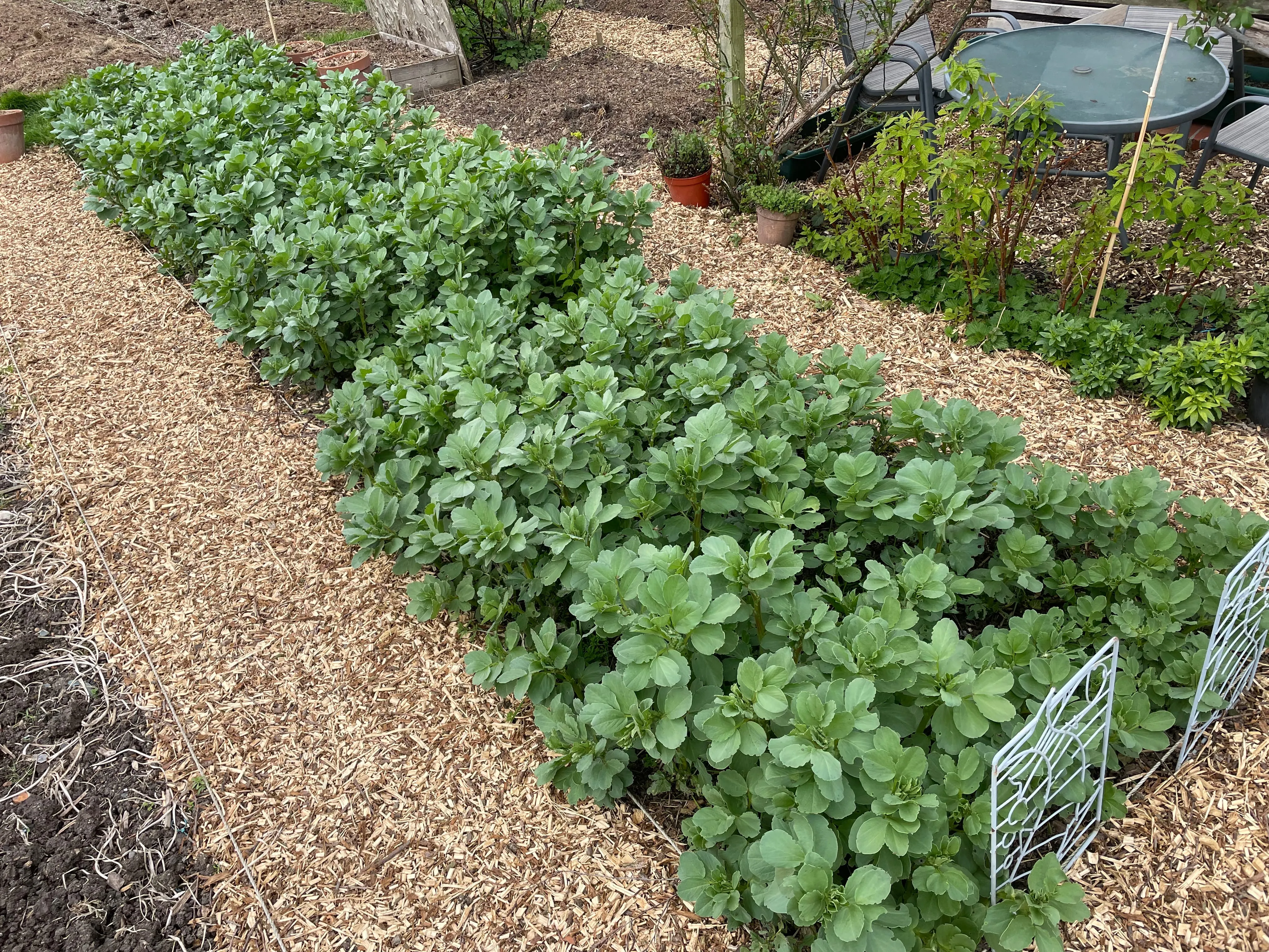 Field beans as a cover crop on the allotment.