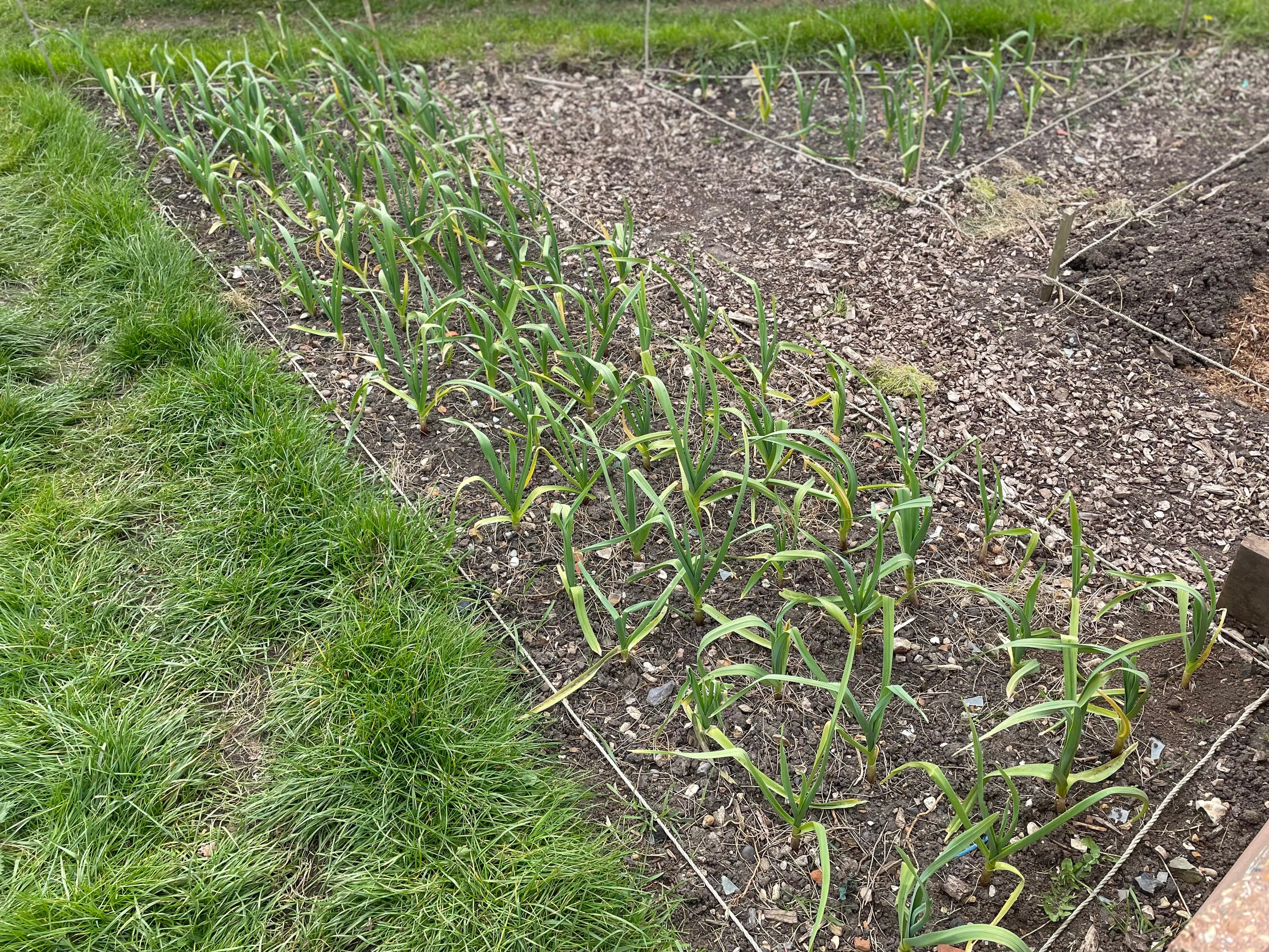 Garlic on the allotment.