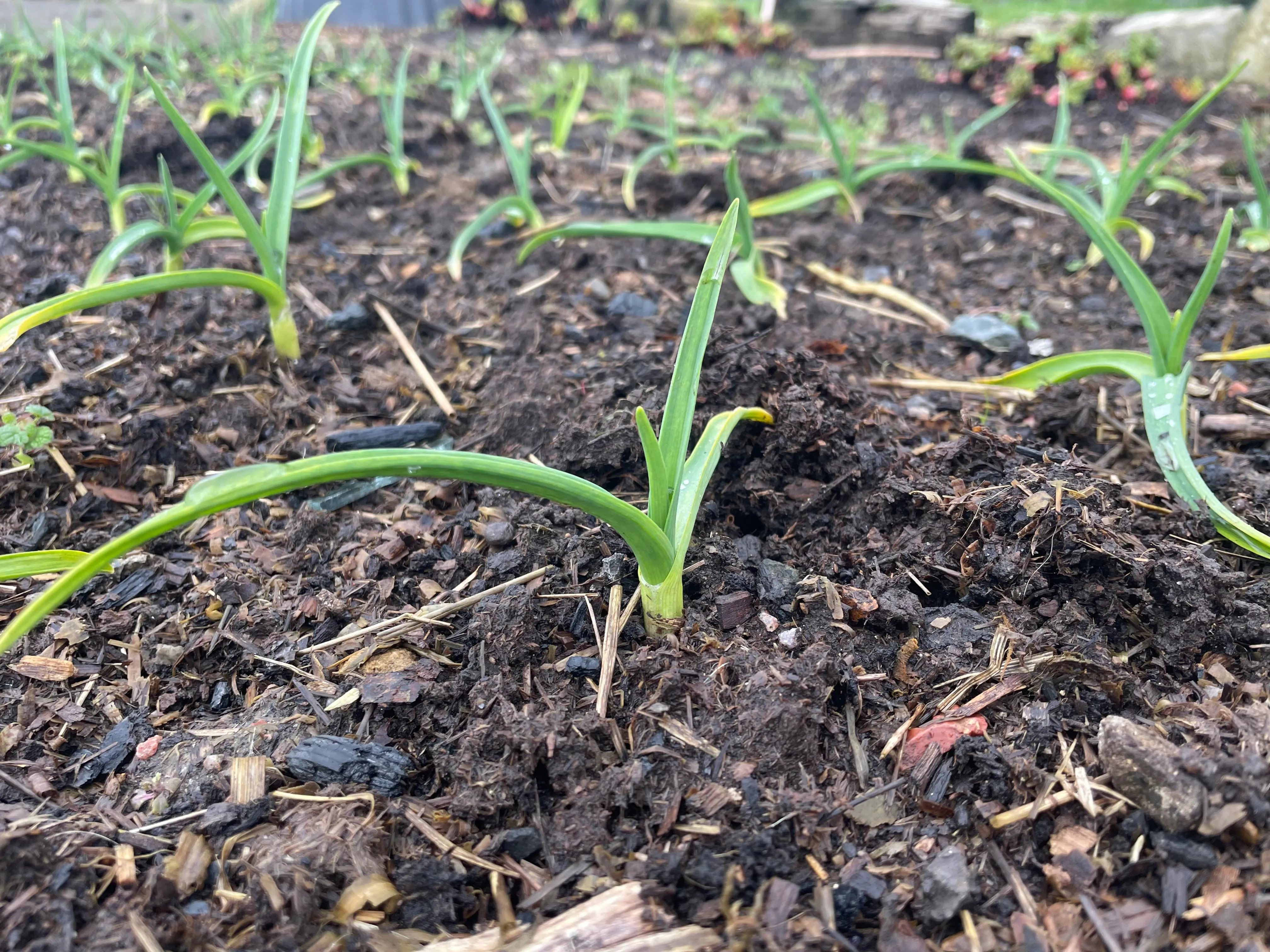 Garlic on the allotment on the allotment.