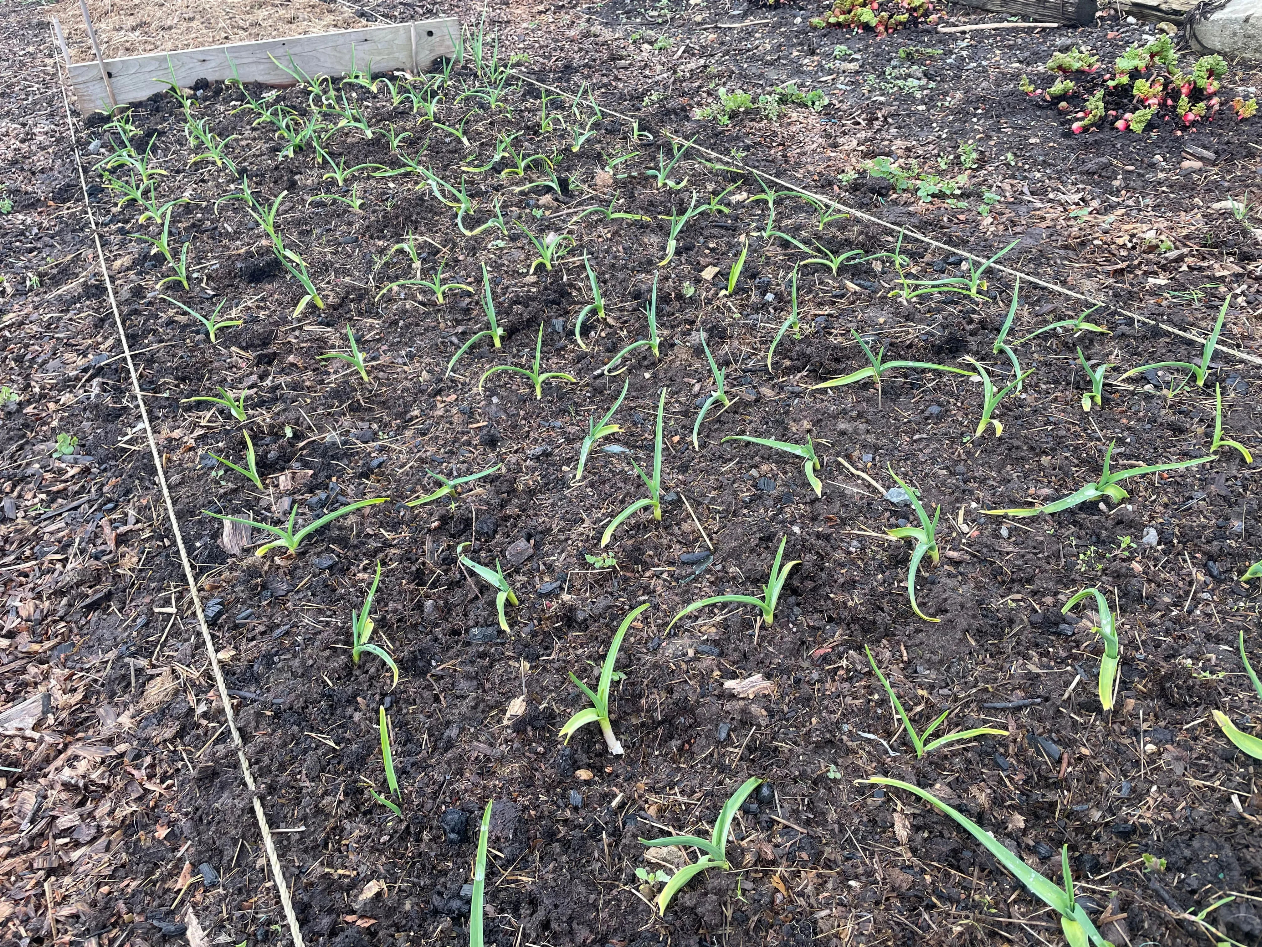 Garlic on the allotment on the allotment.