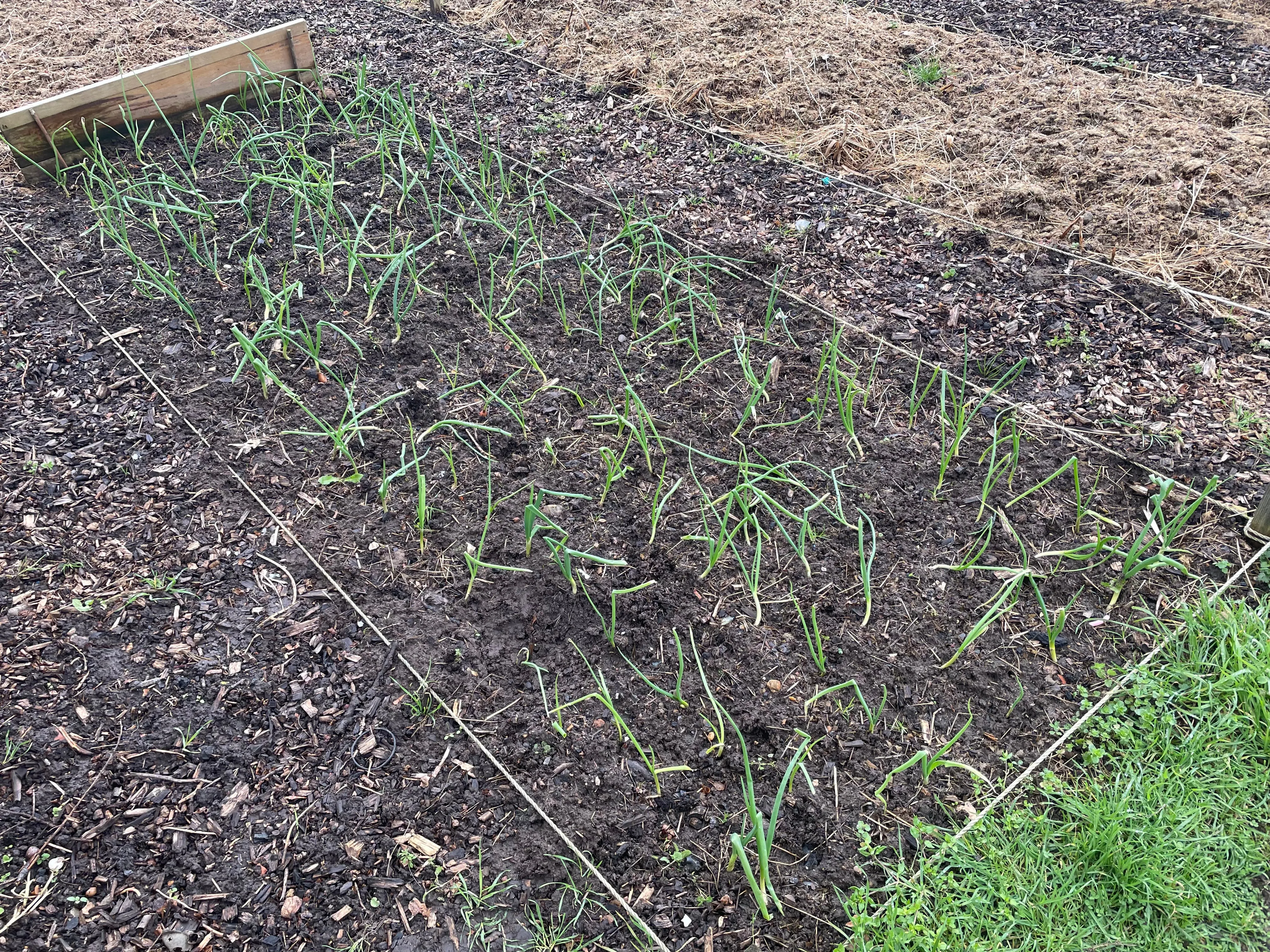 Onions on the allotment.