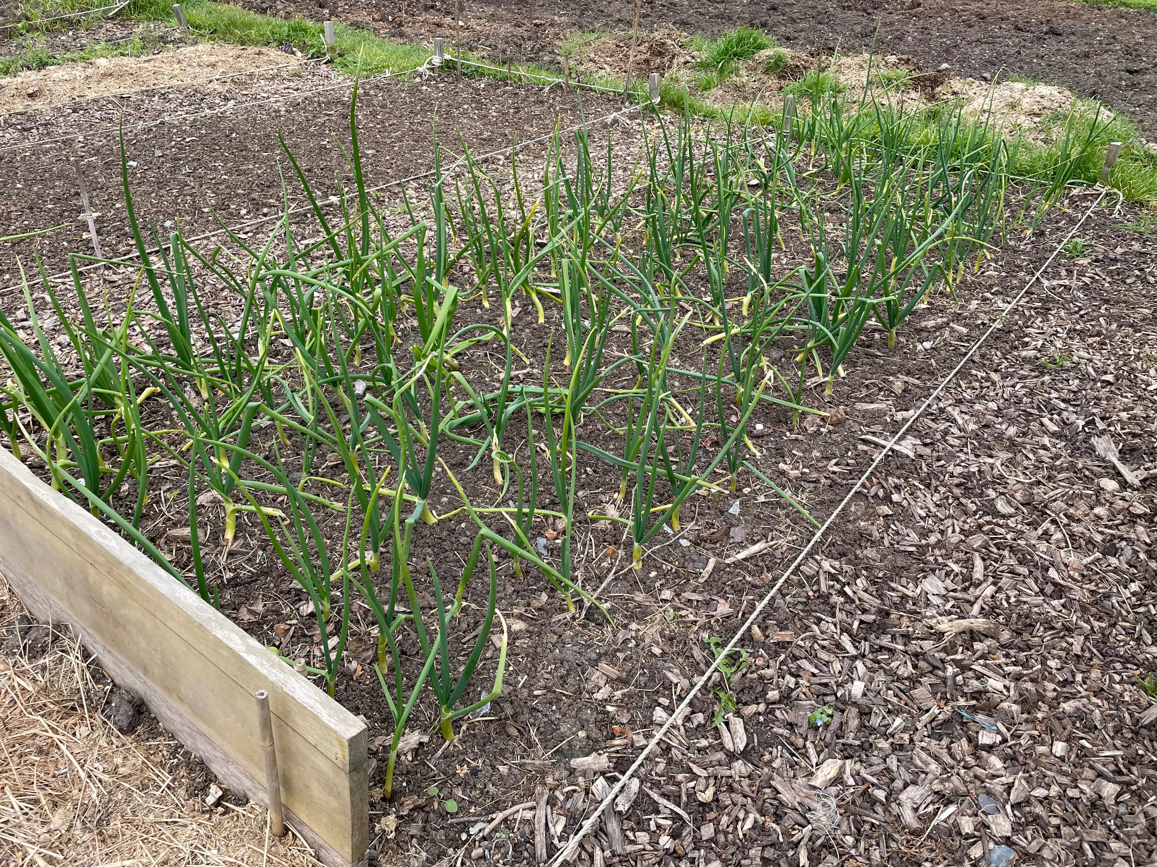 Onions on the allotment.