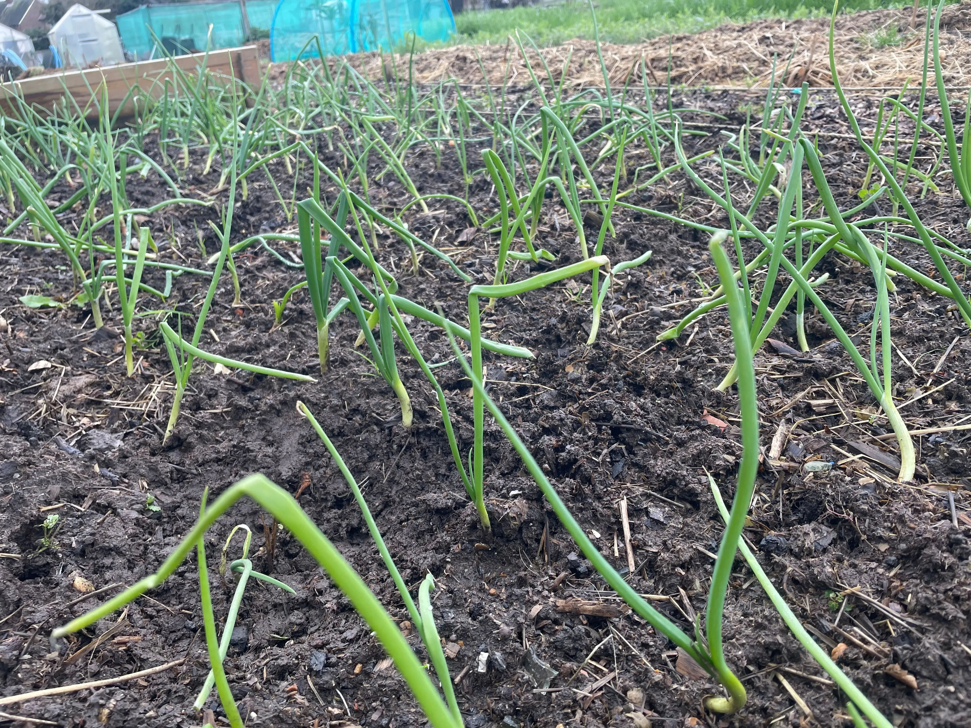 Onions on the allotment.