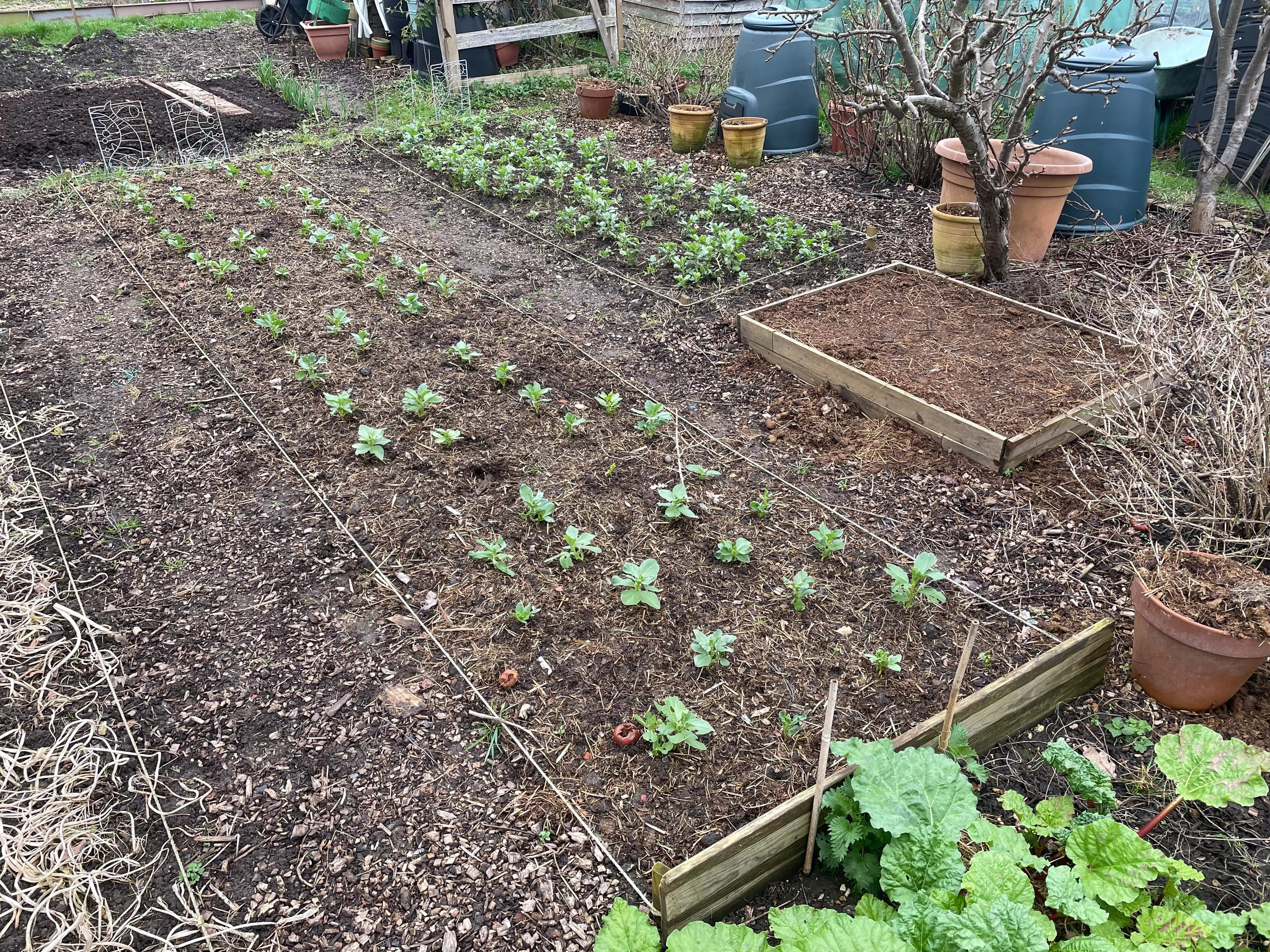 Broad beans on the allotment.