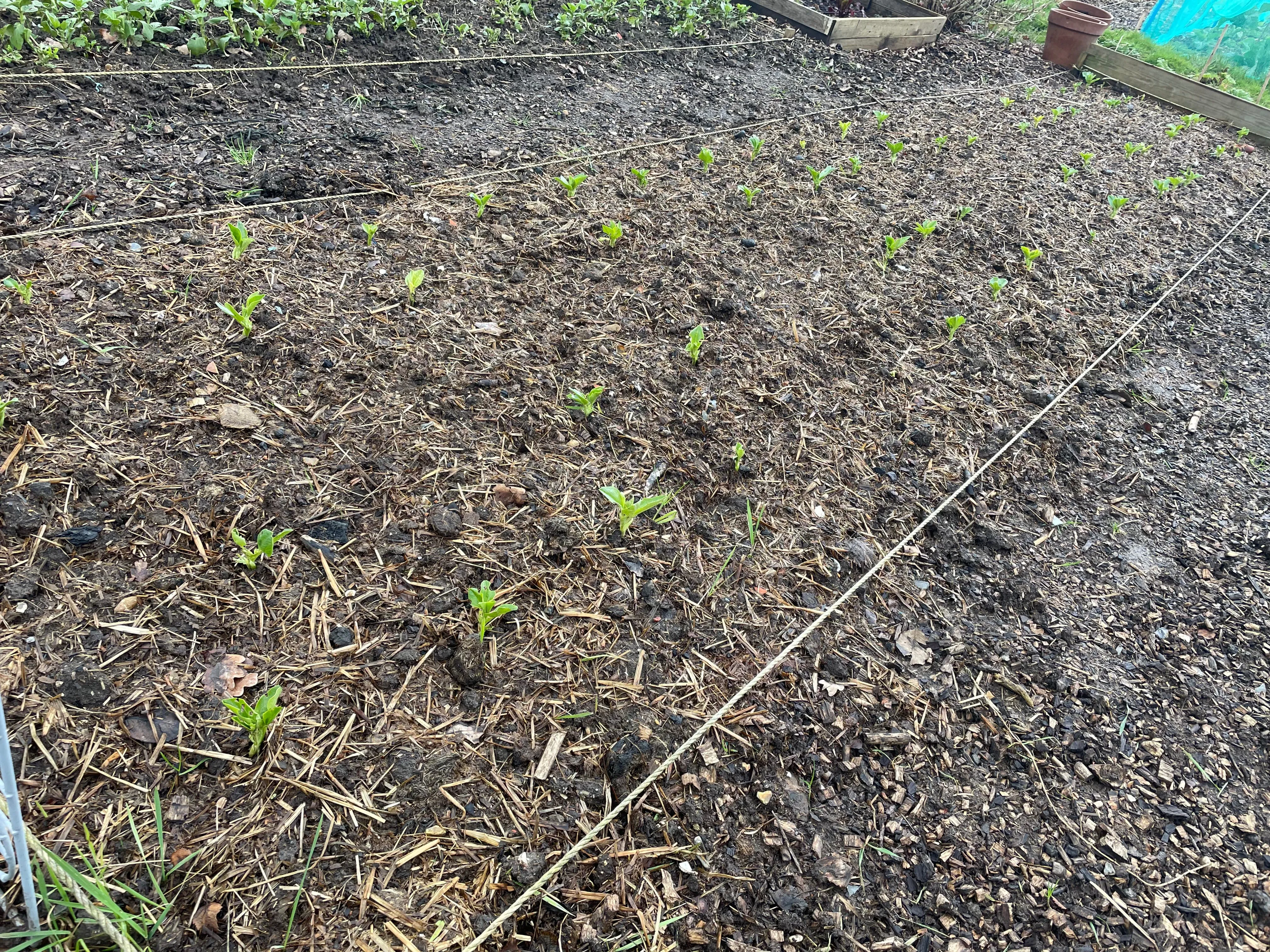 Broad beans on the allotment.