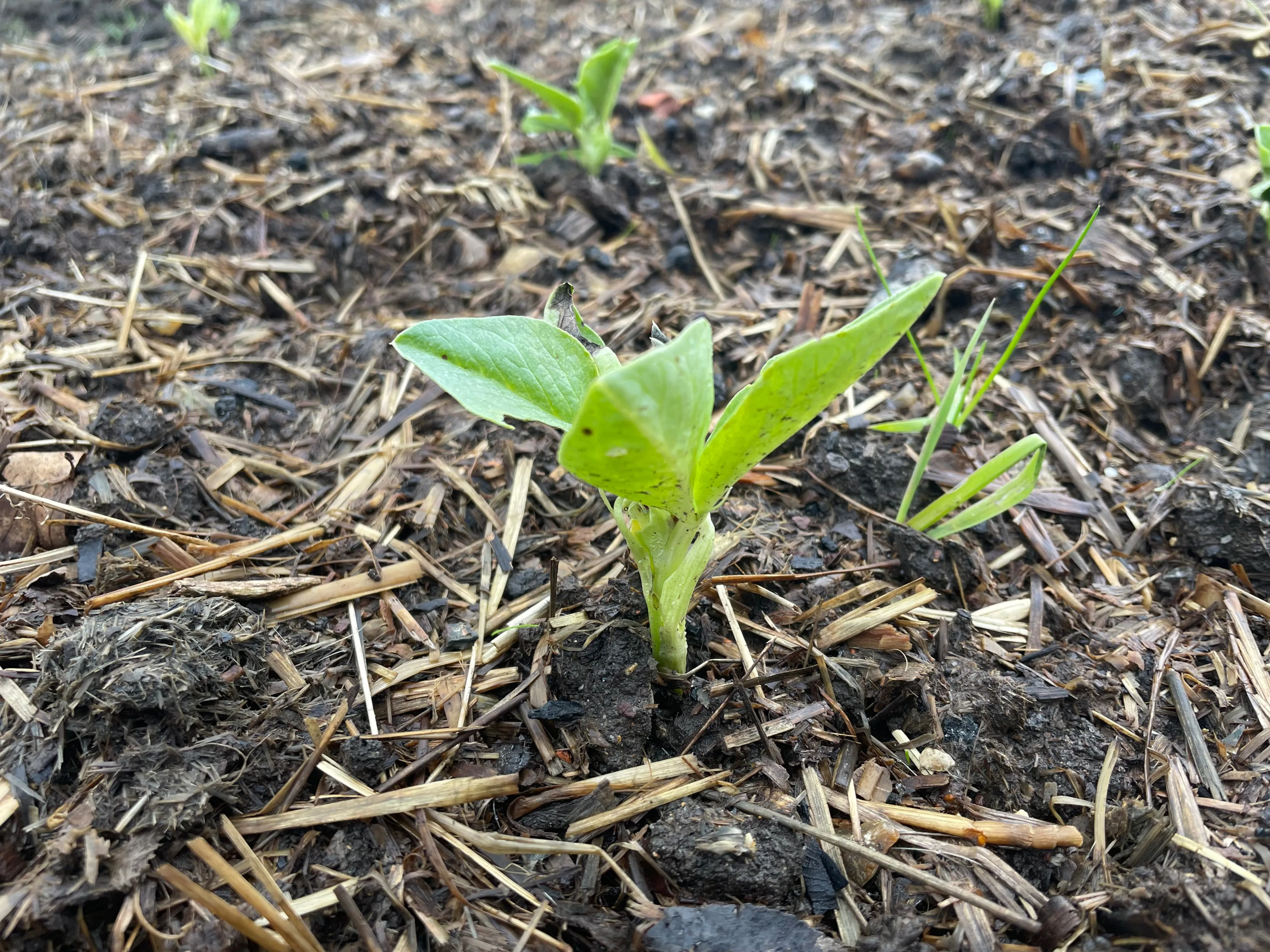Broad beans on the allotment.