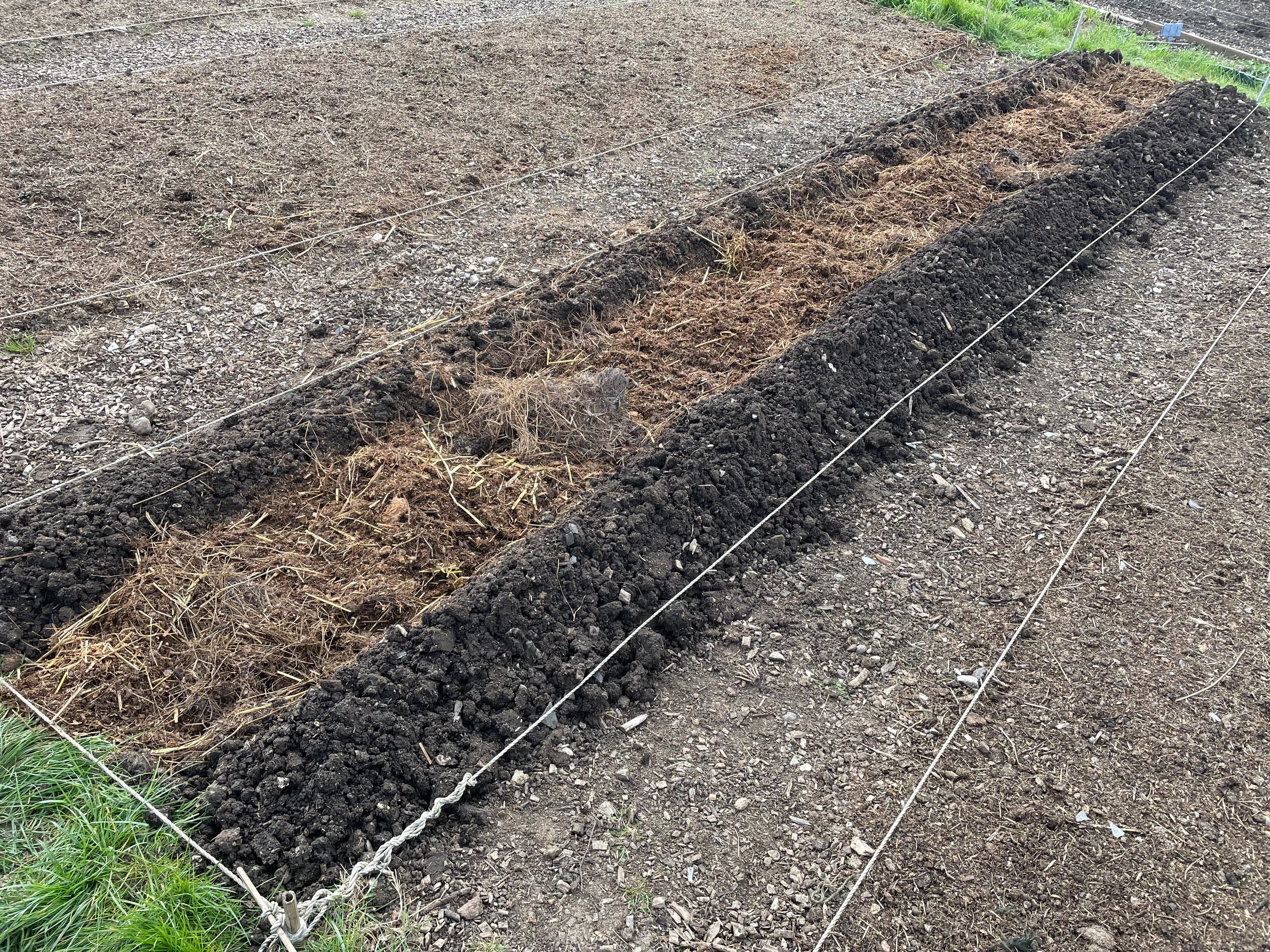 Potatoes on the allotment.