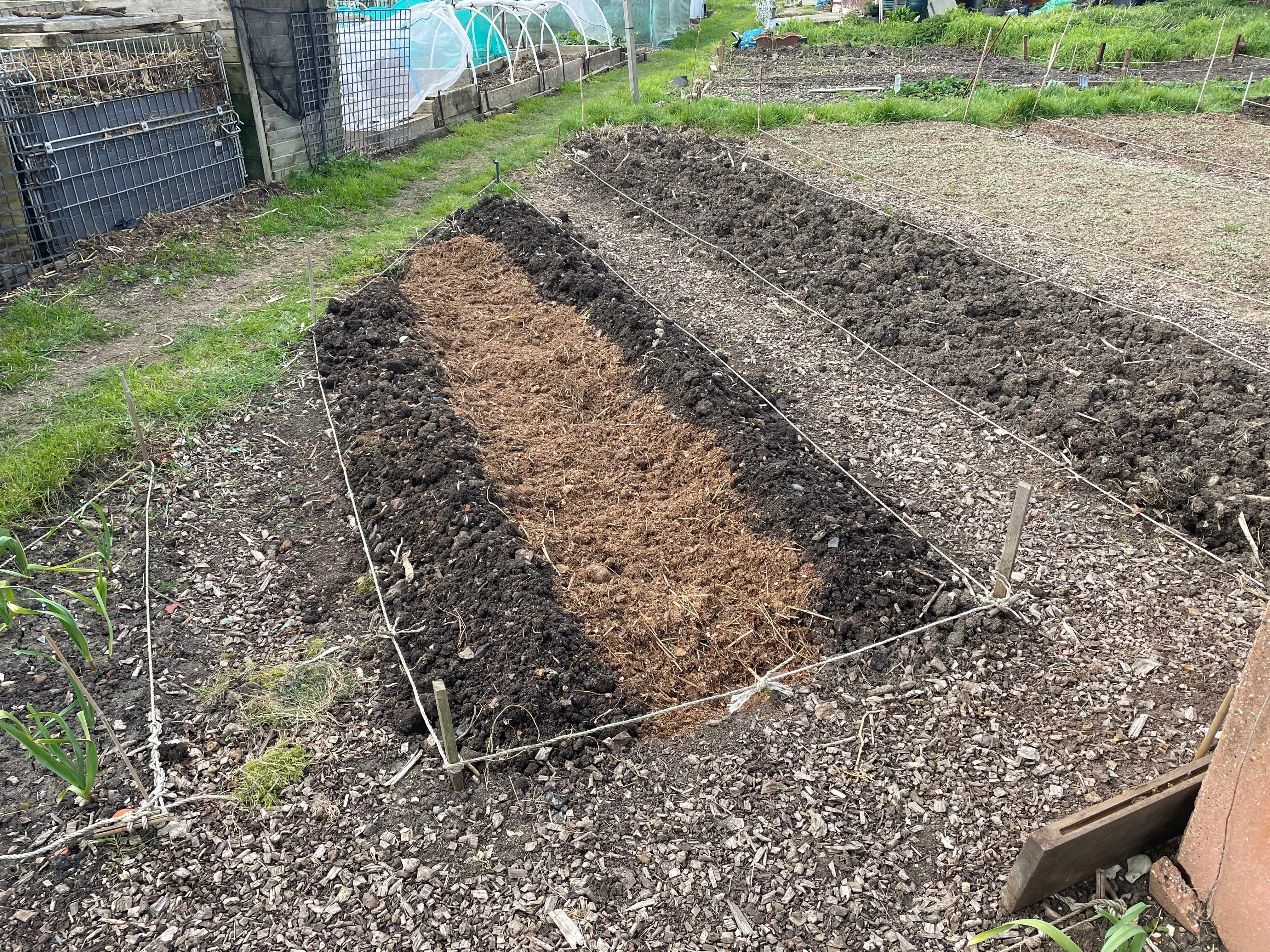 Potatoes on the allotment.