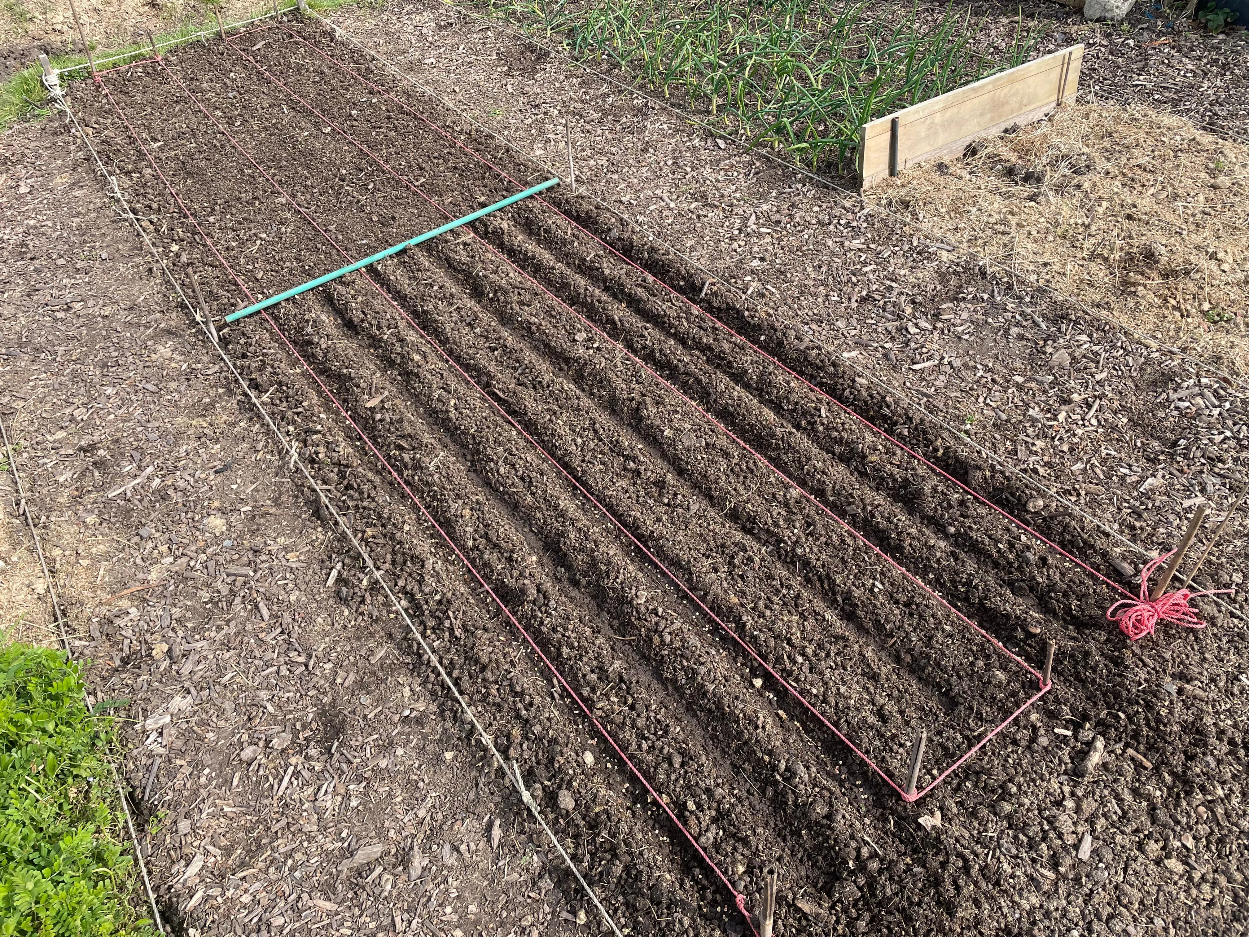 Soil ready for planting carrots and parsnips on the allotment.
