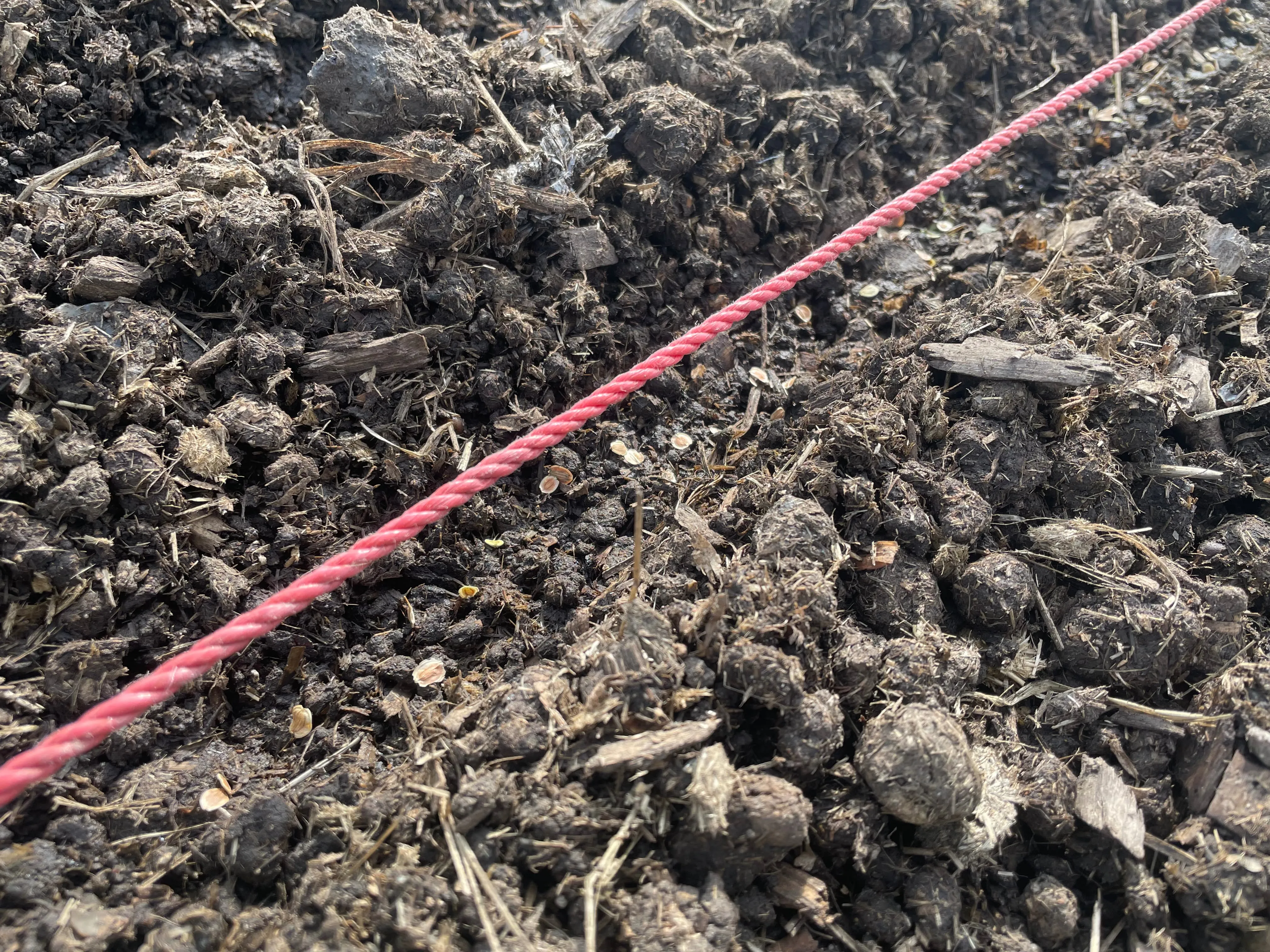 Parsnips seeds ready to be covered over.