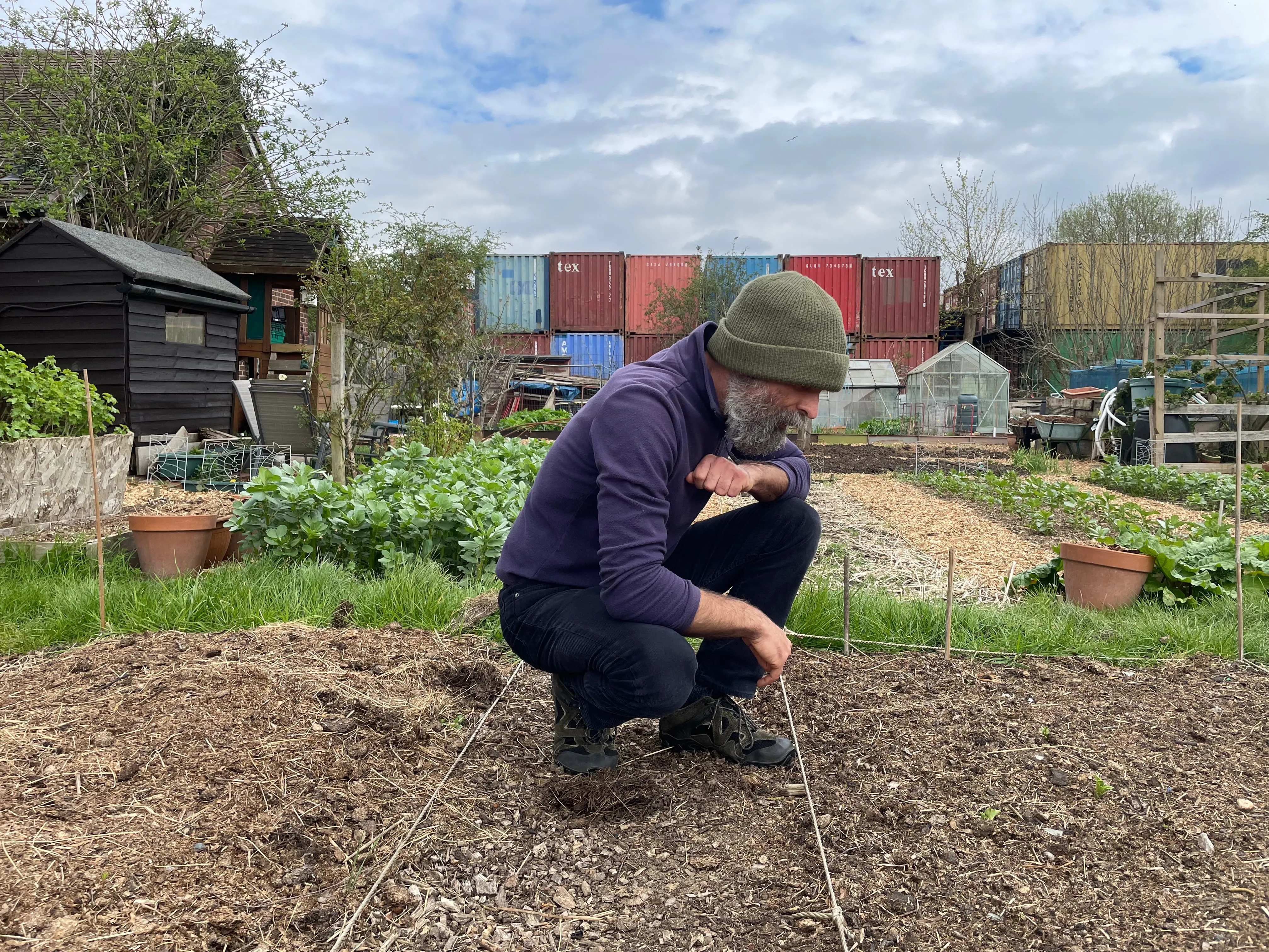 Man checking broad beans on the allotment.