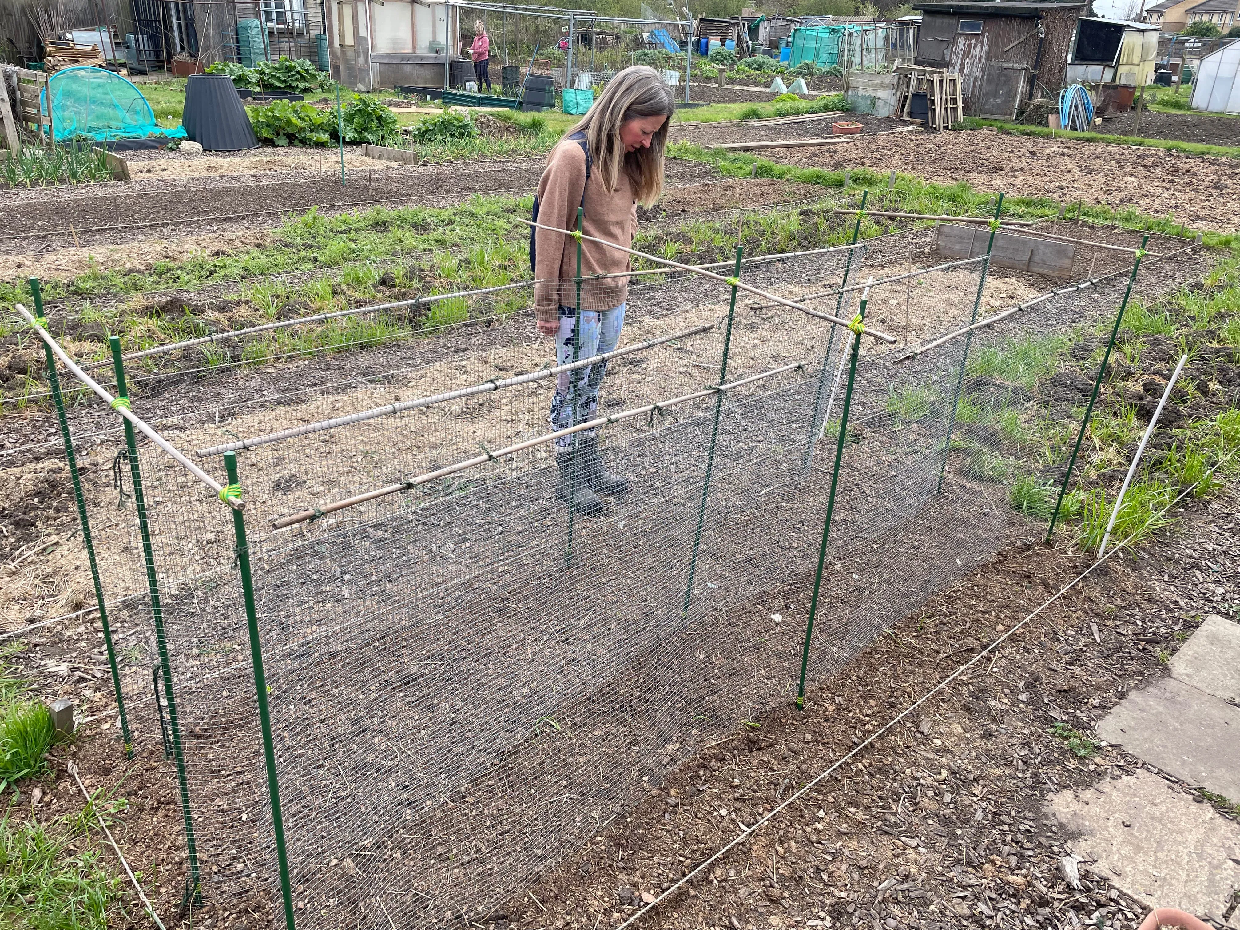 Vicky Salter checking sugar snap peas on the allotment.