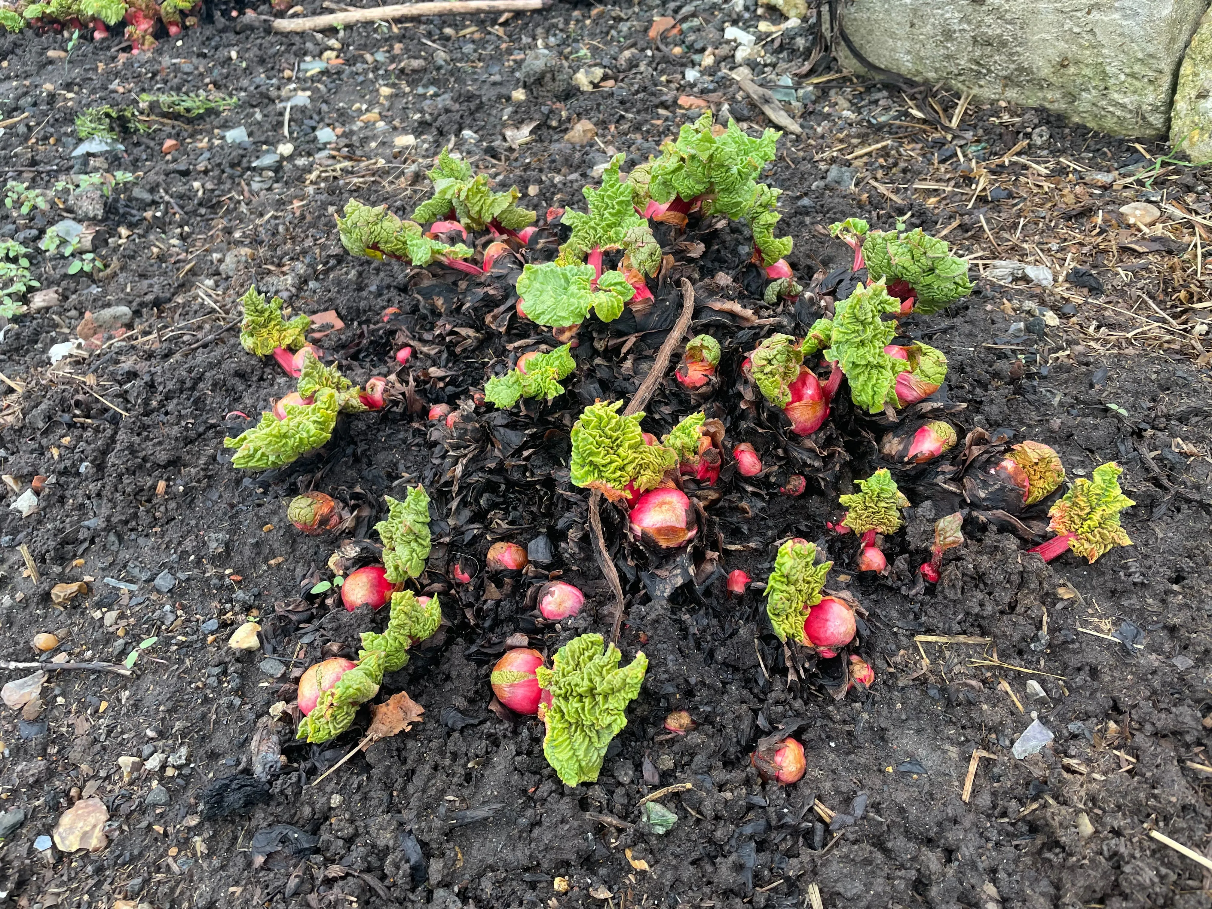 Rhubarb on the allotment.