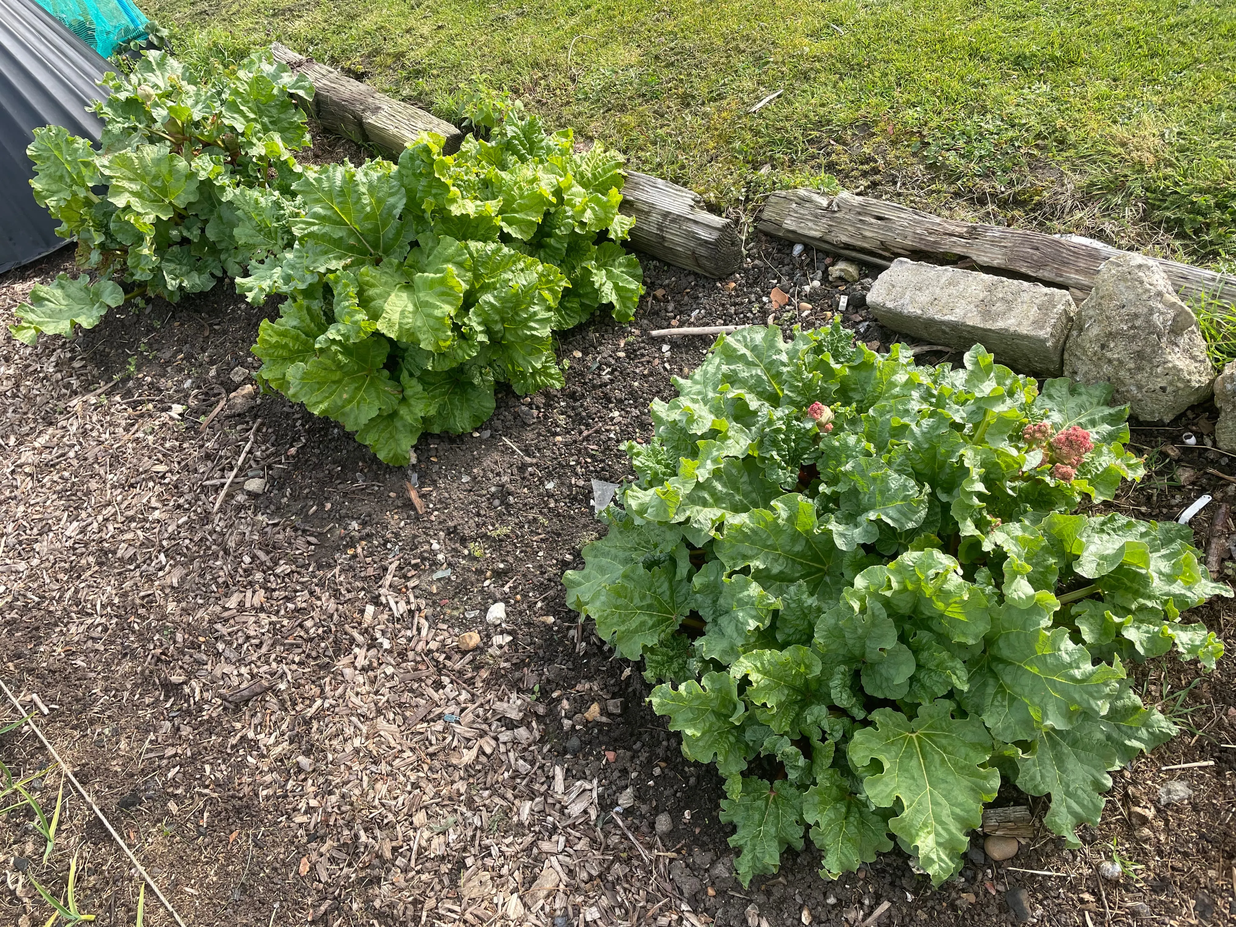 Rhubarb on the allotment.