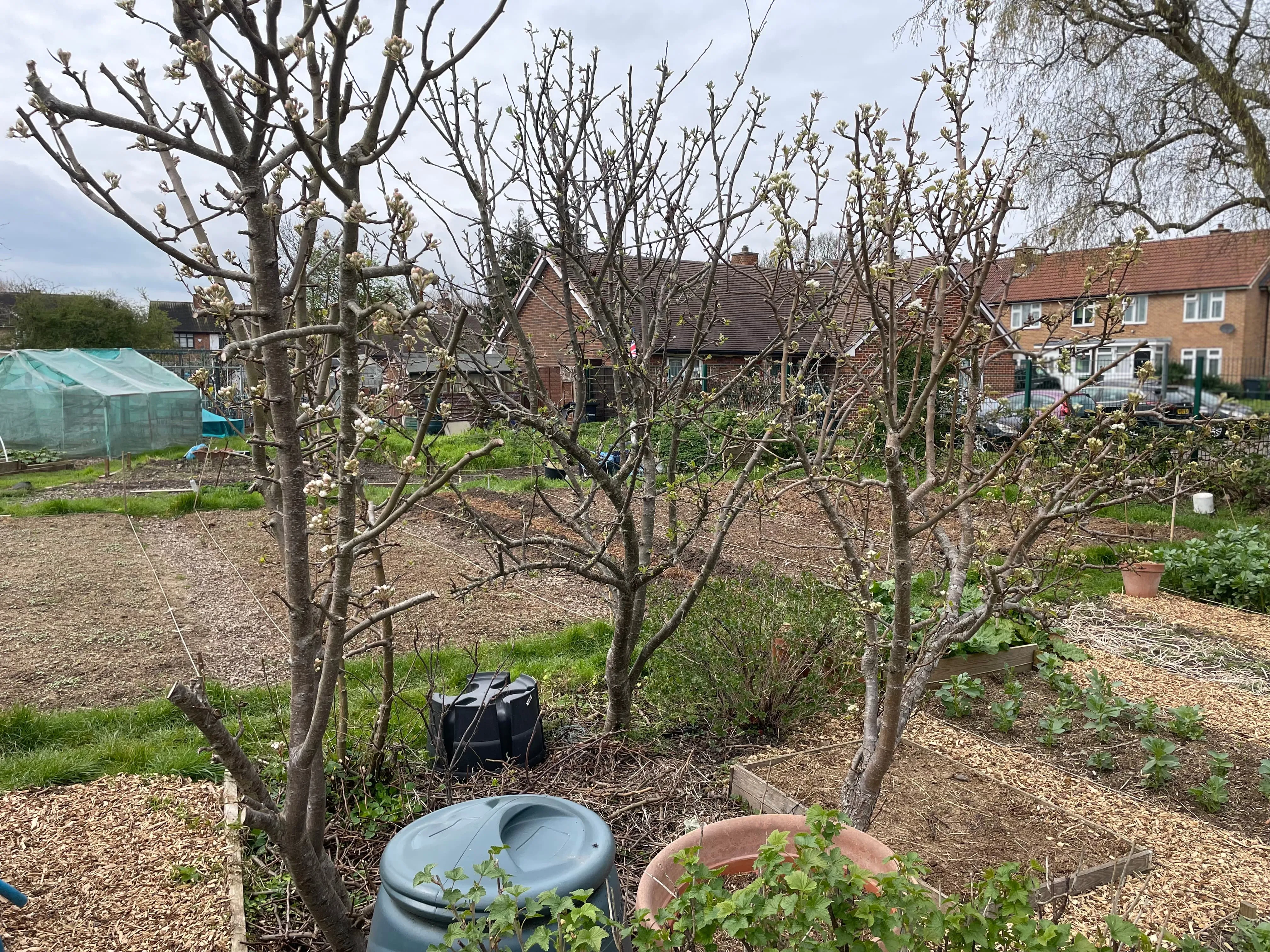 Apple and pear trees on the allotment.