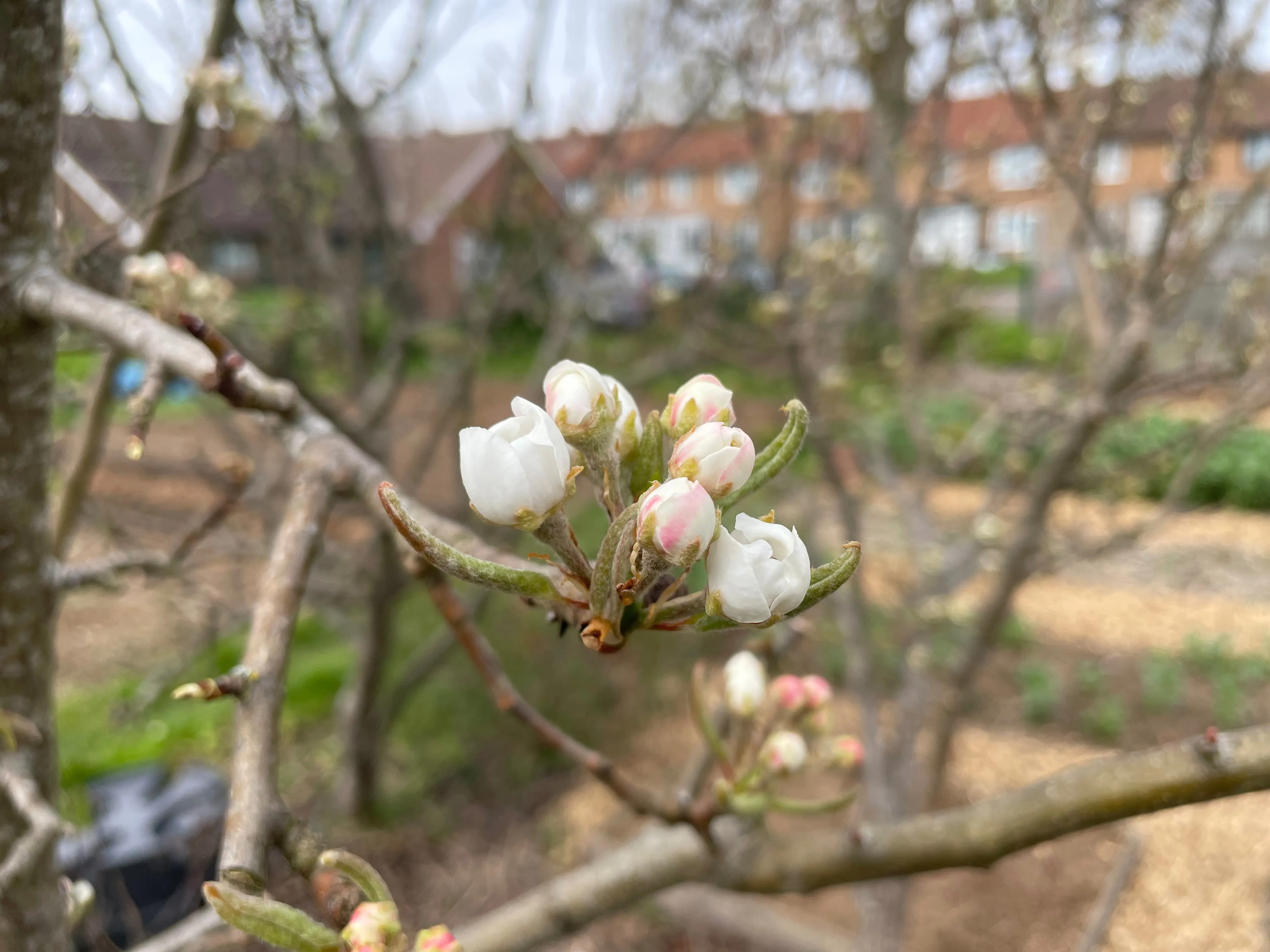Apple blossoms on the allotment.