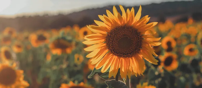 Sunflowers in the evening.