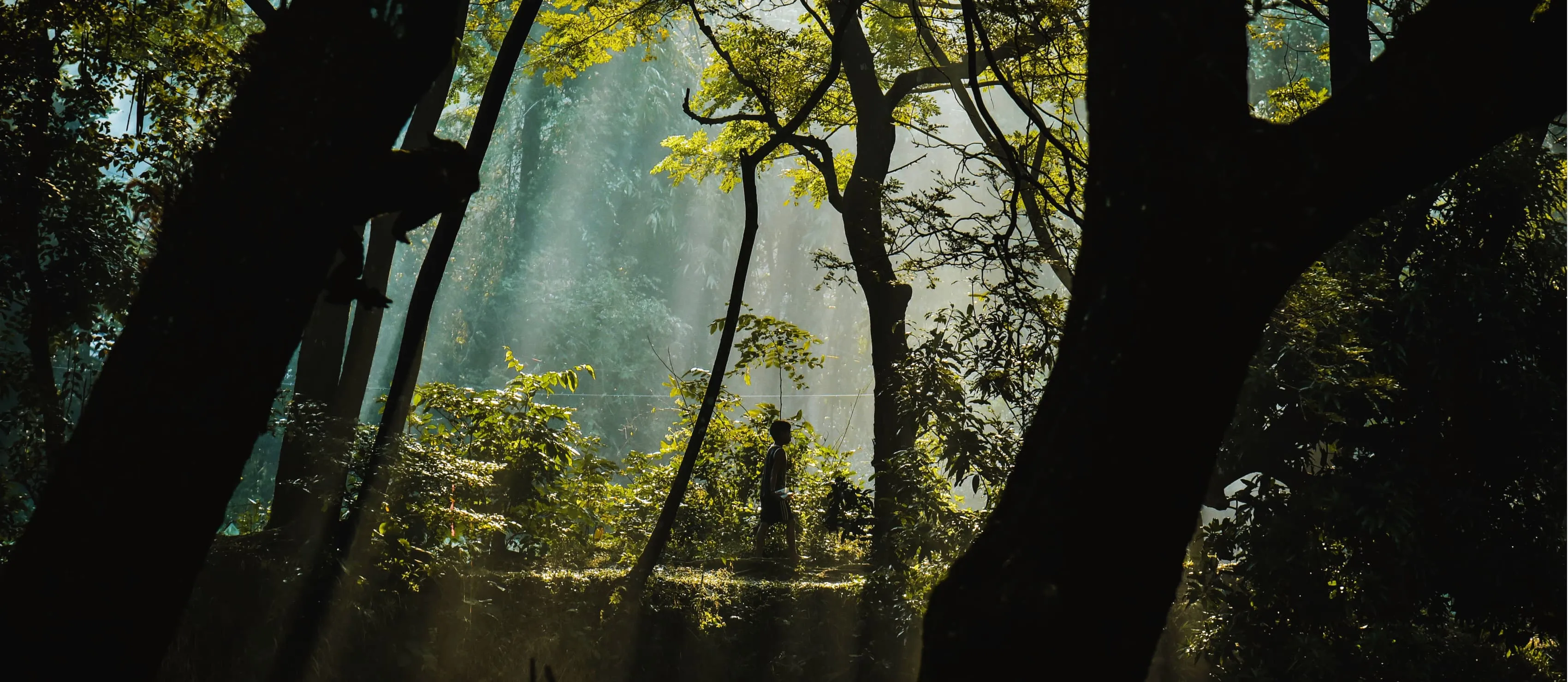 Inside a forest.