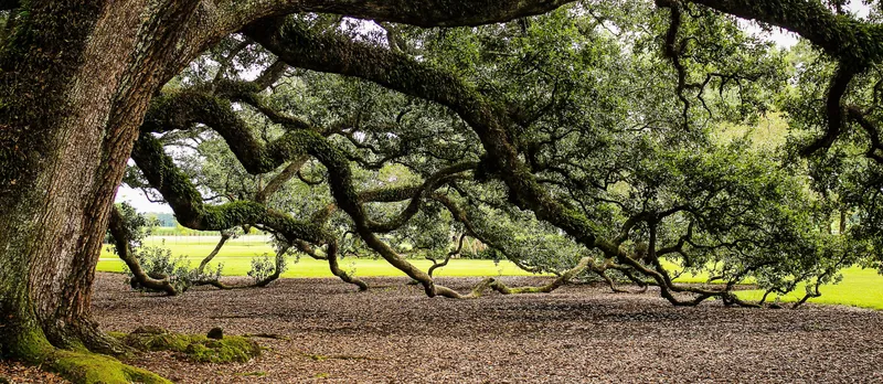A tree representing the eight limbs of yoga.