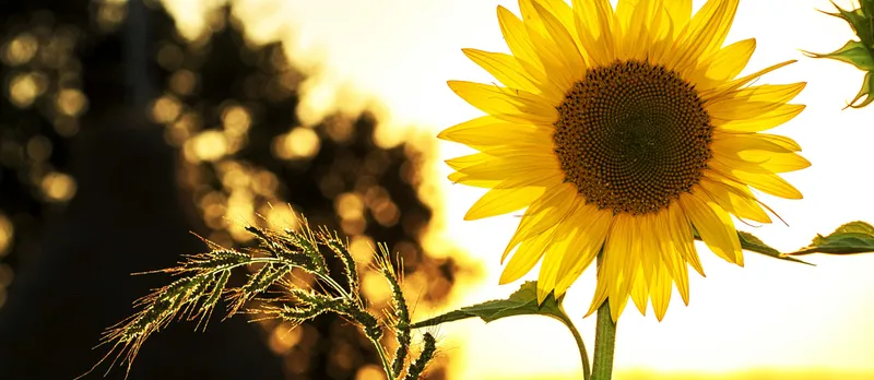 Sunflower in front of blurred background