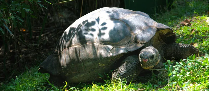 A tortoise in the back garden.