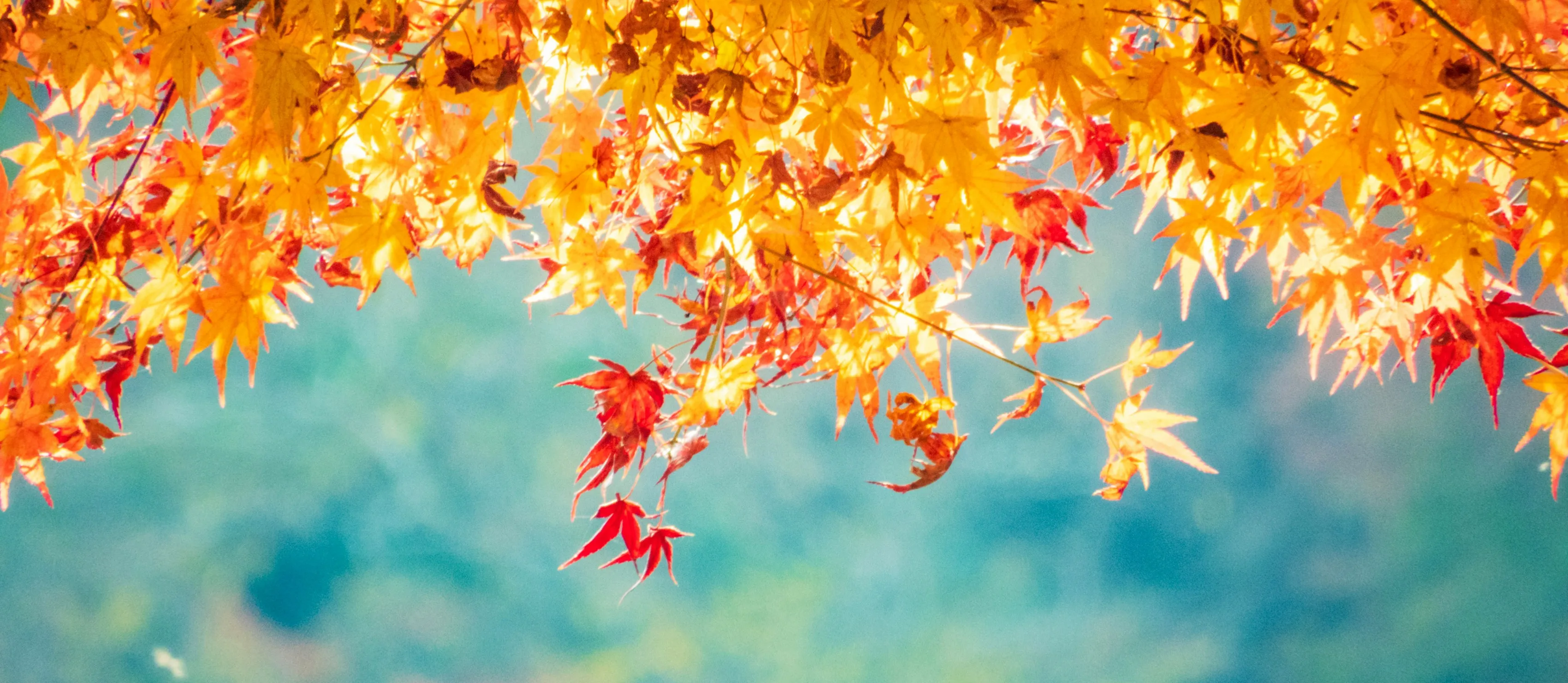 Beautiful autumn leaves