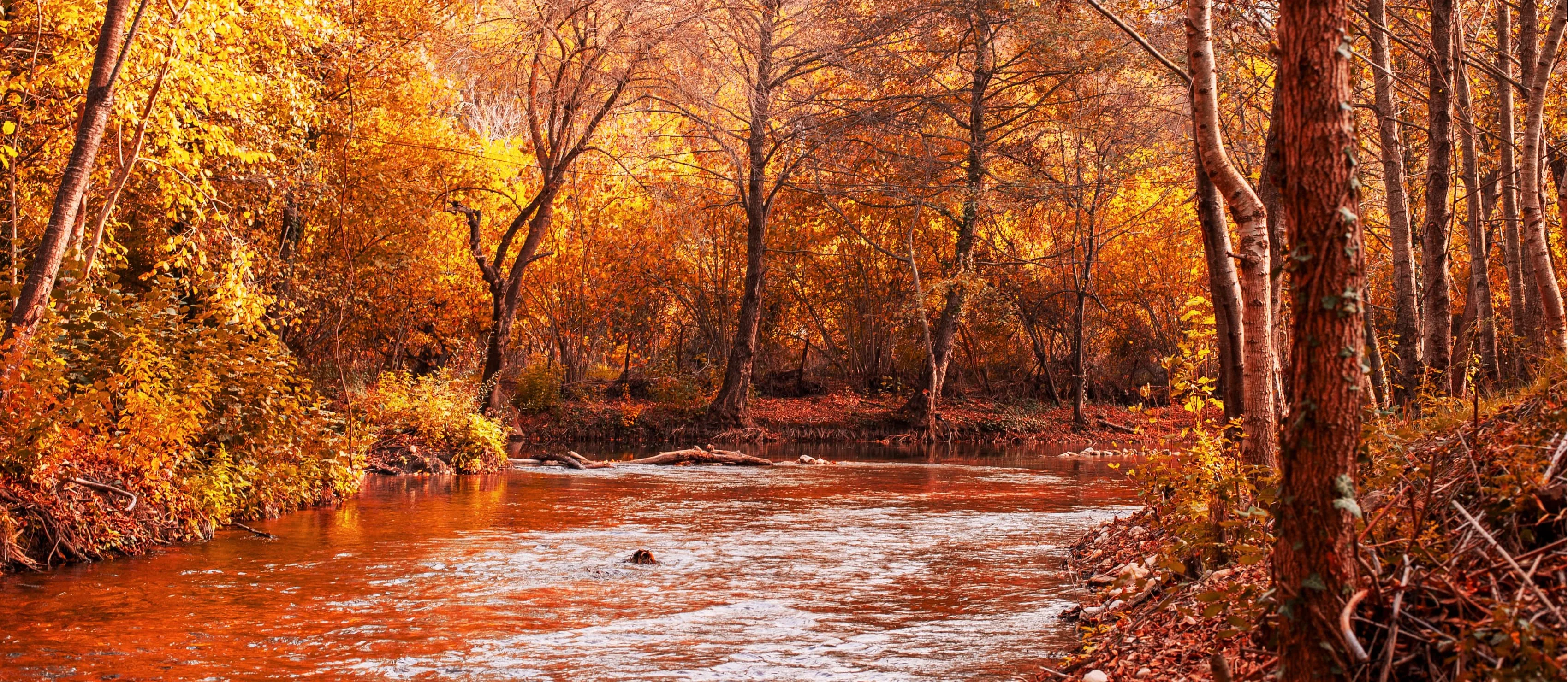 Early Autumn leaves.