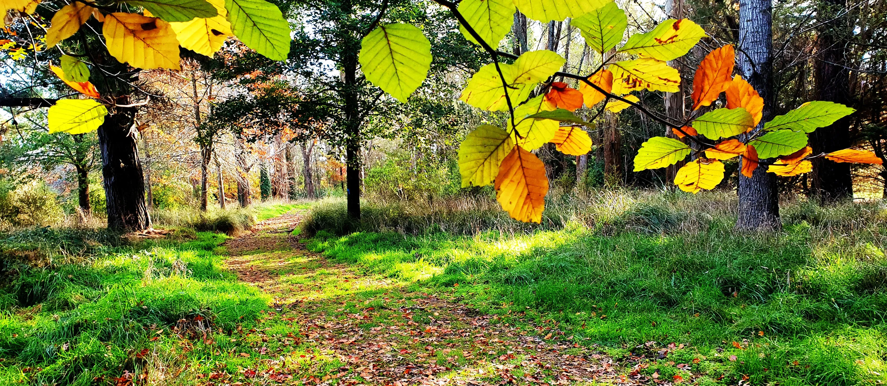 Early Autumn leaves.