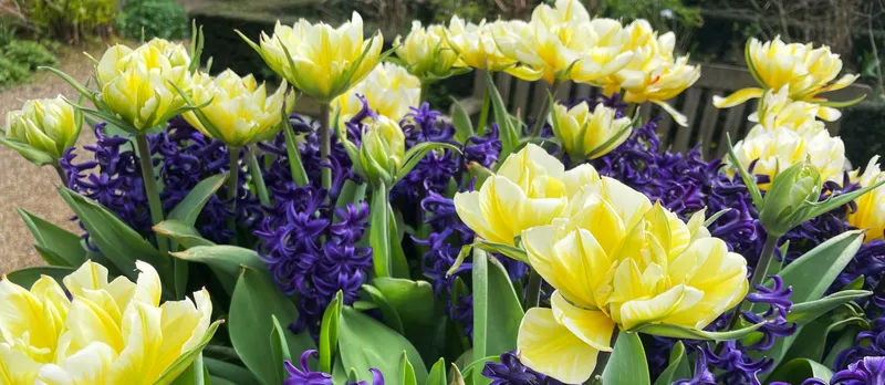 Spring flowers from Vicarage gardens.