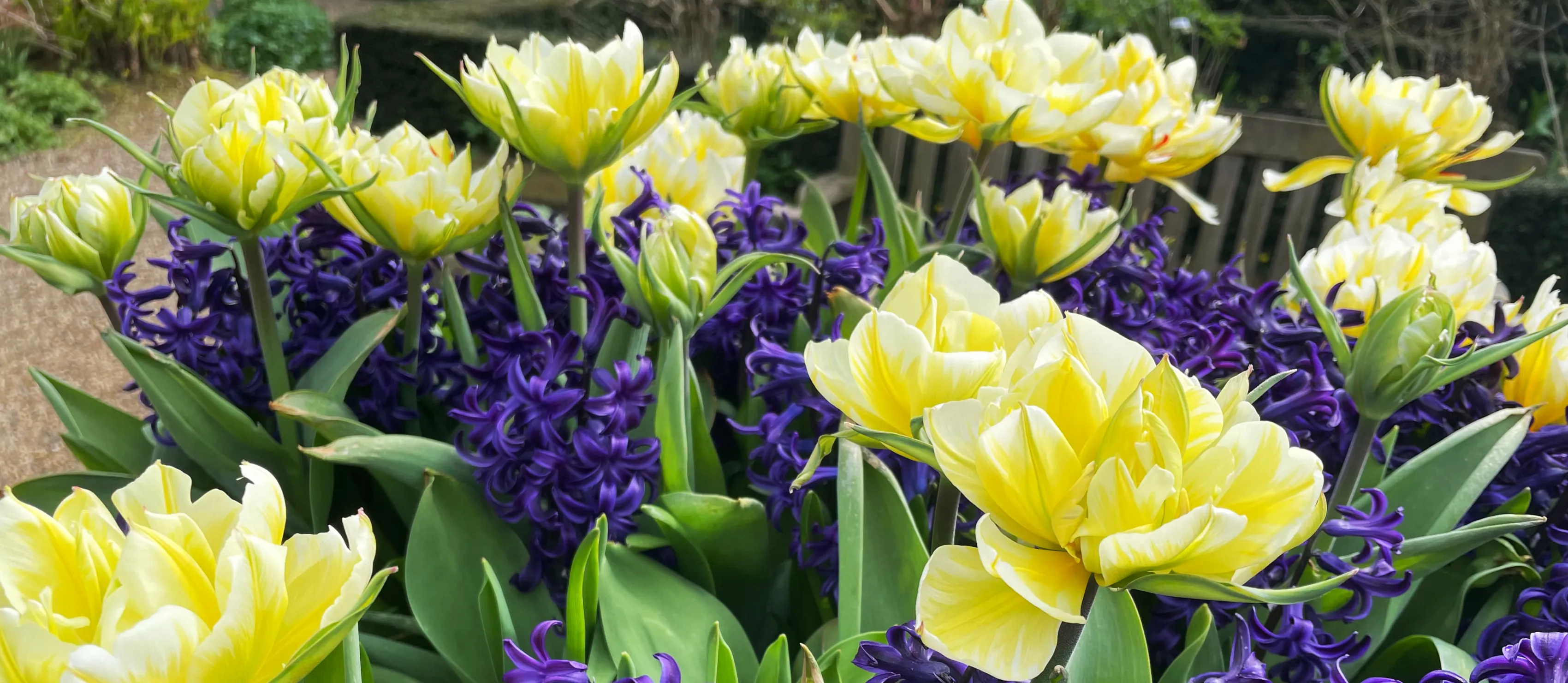 Spring flowers from Vicarage gardens.